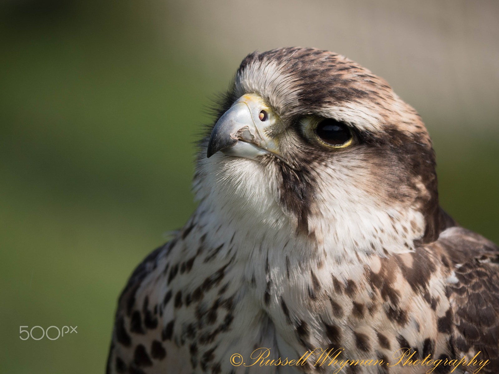 Panasonic Lumix DMC-GX8 sample photo. Merlin (p1010913.jpg) photography