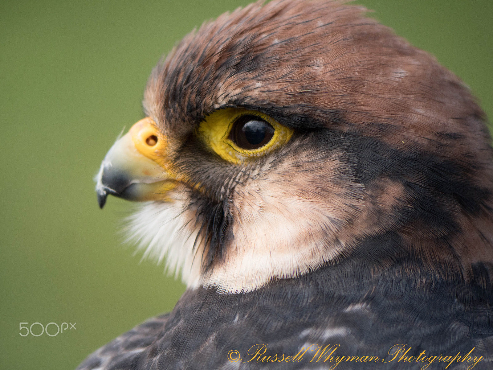 Panasonic Lumix DMC-GX8 sample photo. Peregrine falcon (p1010994.jpg) photography