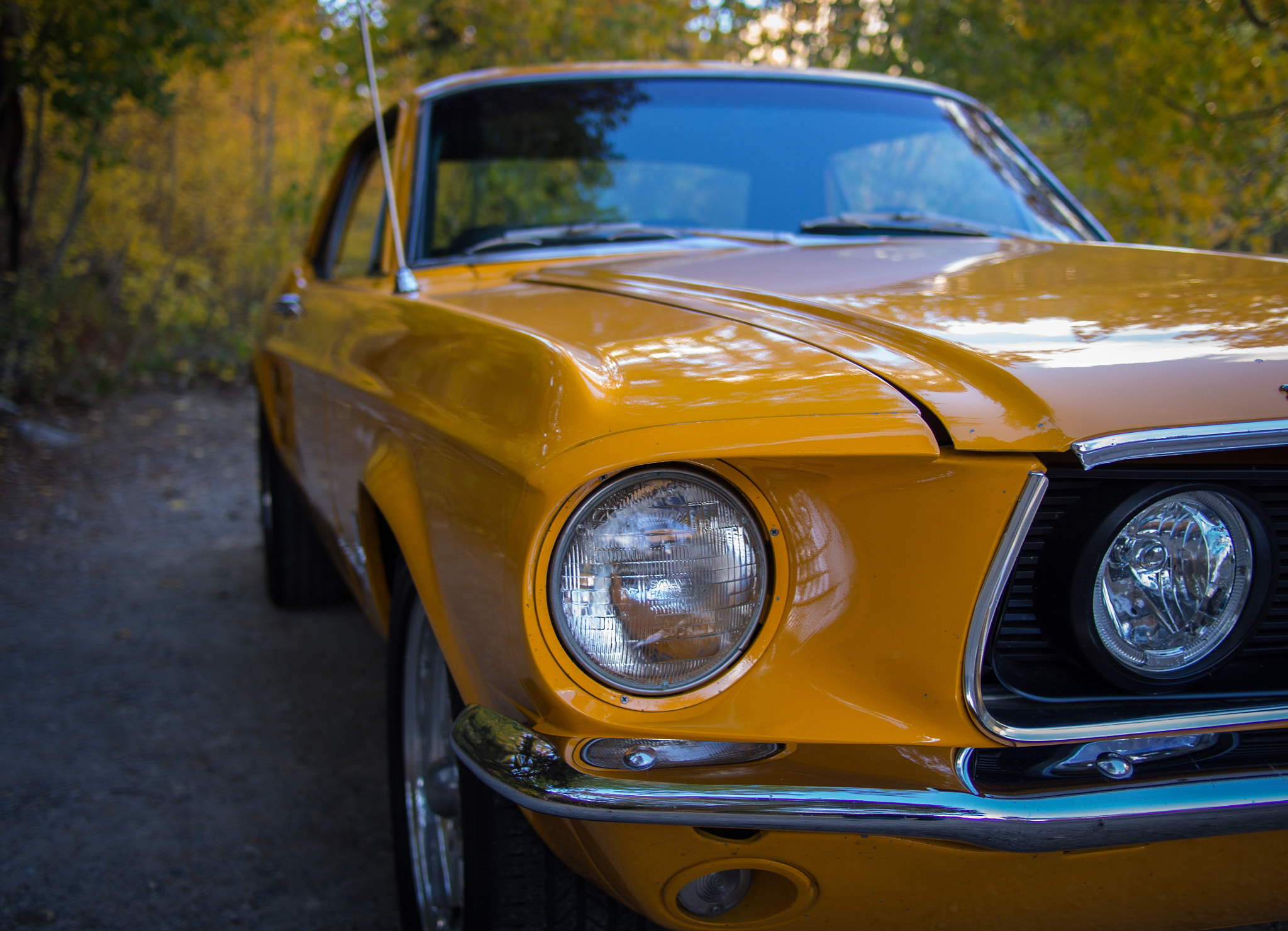 Olympus PEN E-PL6 + Panasonic Lumix G 20mm F1.7 ASPH sample photo. Lovely shade of yellow.. photography