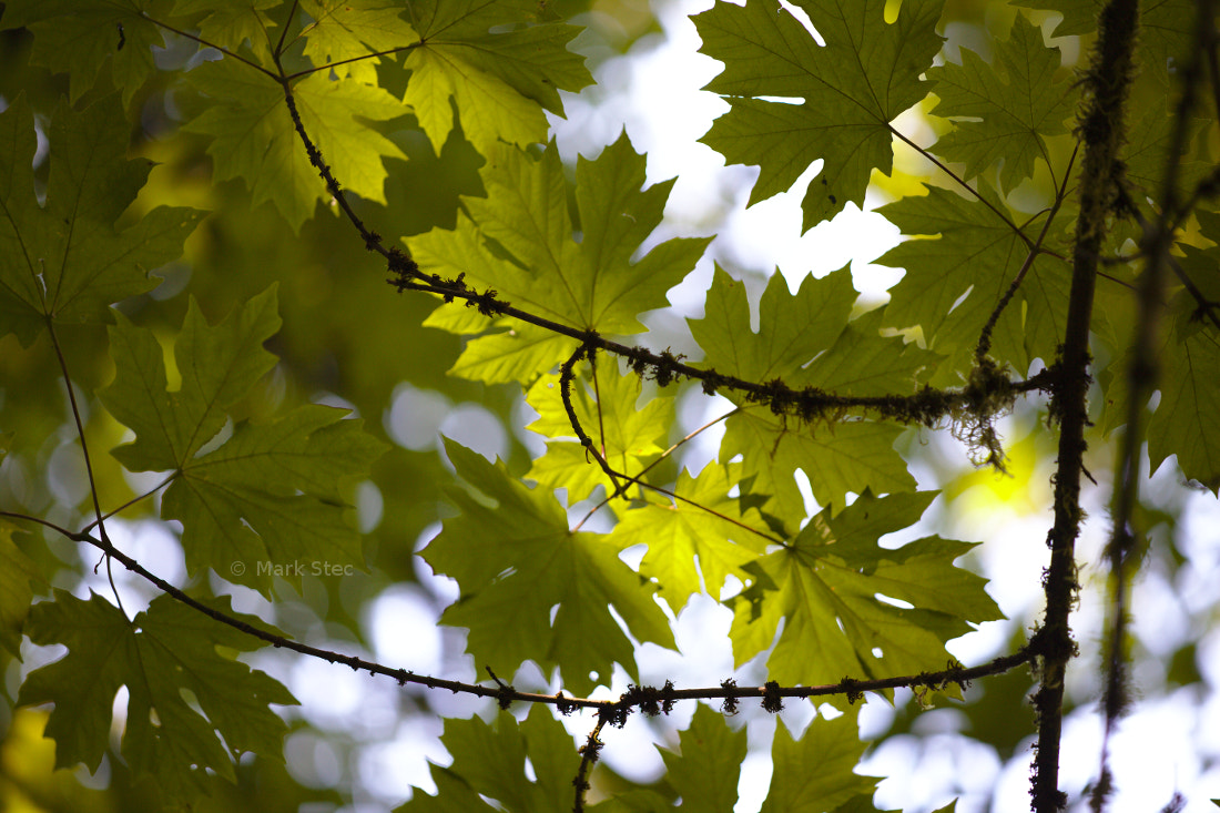 ZEISS Apo Sonnar T* 135mm F2 sample photo. Leaves photography