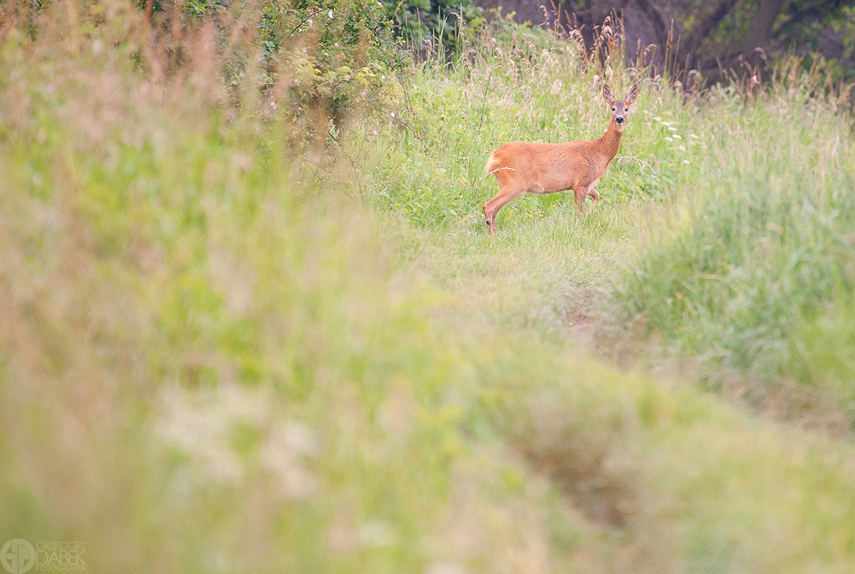 Nikon AF-S Nikkor 200-500mm F5.6E ED VR sample photo. Morning roe photography