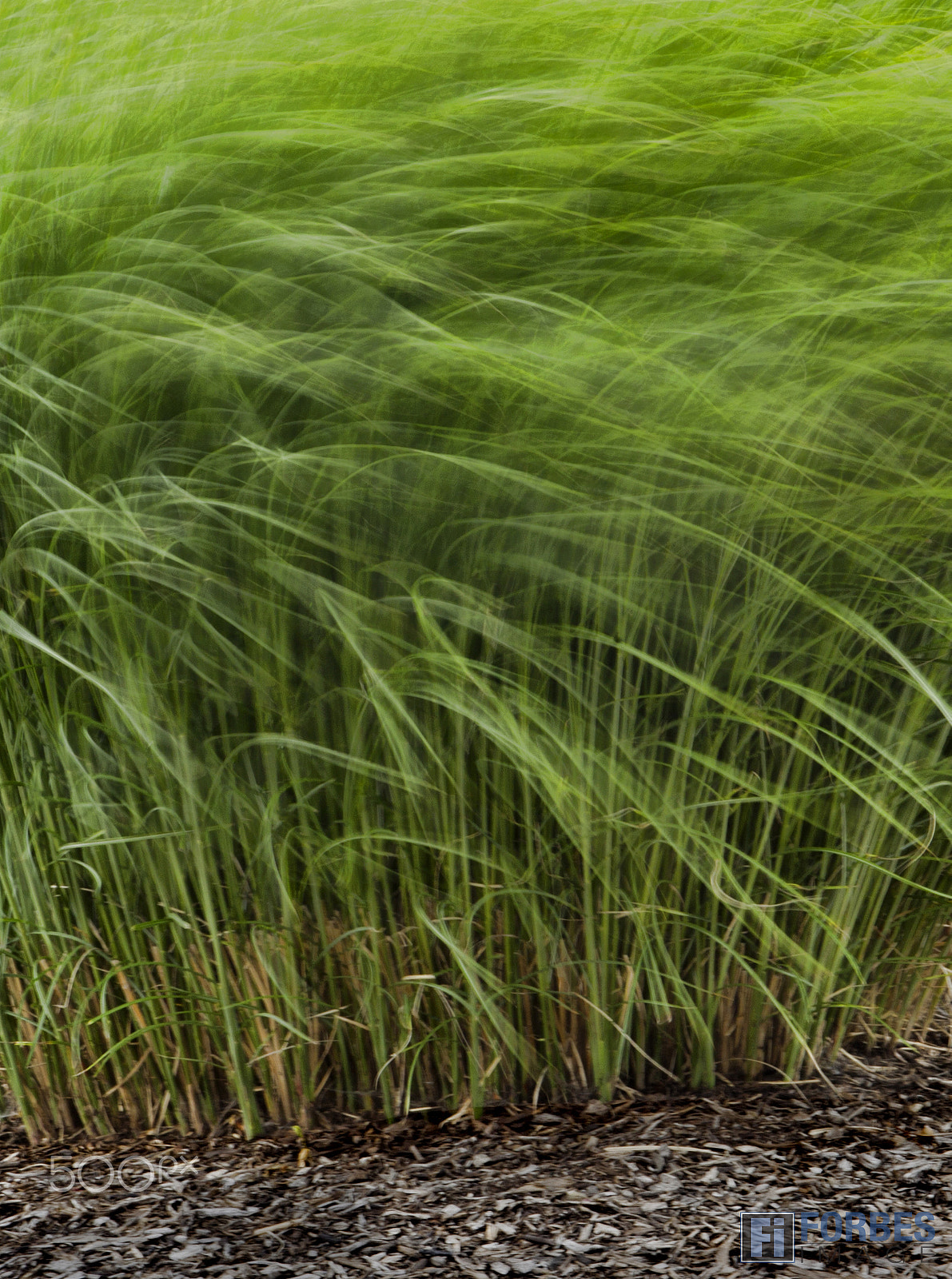 Canon EOS-1D Mark IV sample photo. Drifted green photography