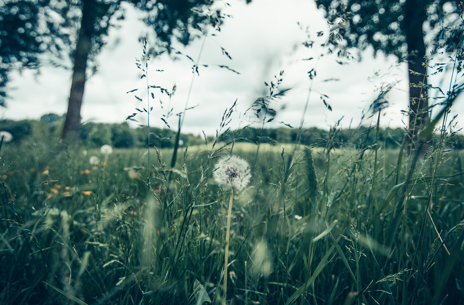 Sony a7R II + Canon EF 16-35mm F2.8L USM sample photo. Netherland photography