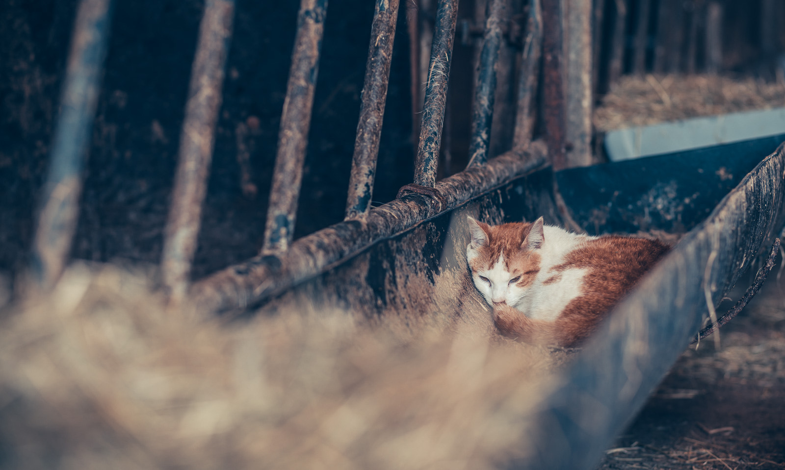 Sony a7R II + Canon EF 85mm F1.8 USM sample photo. Netherland photography