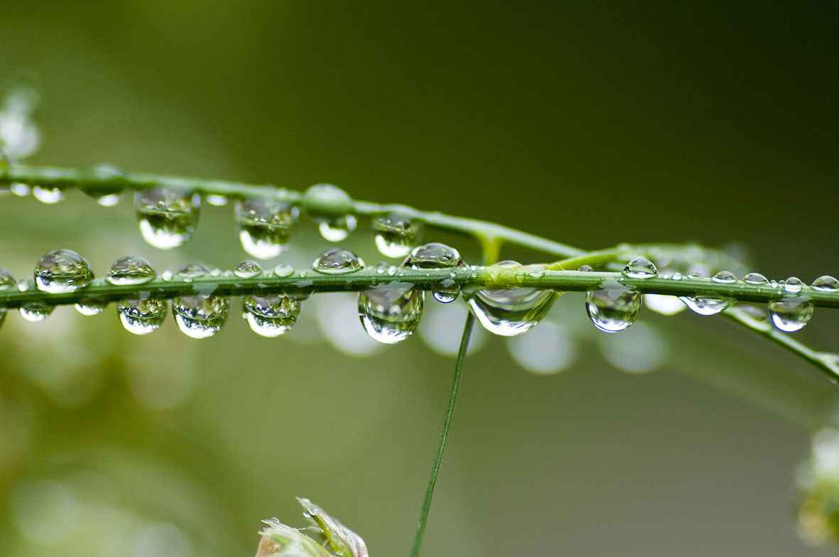 Nikon D2X sample photo. Gotas photography