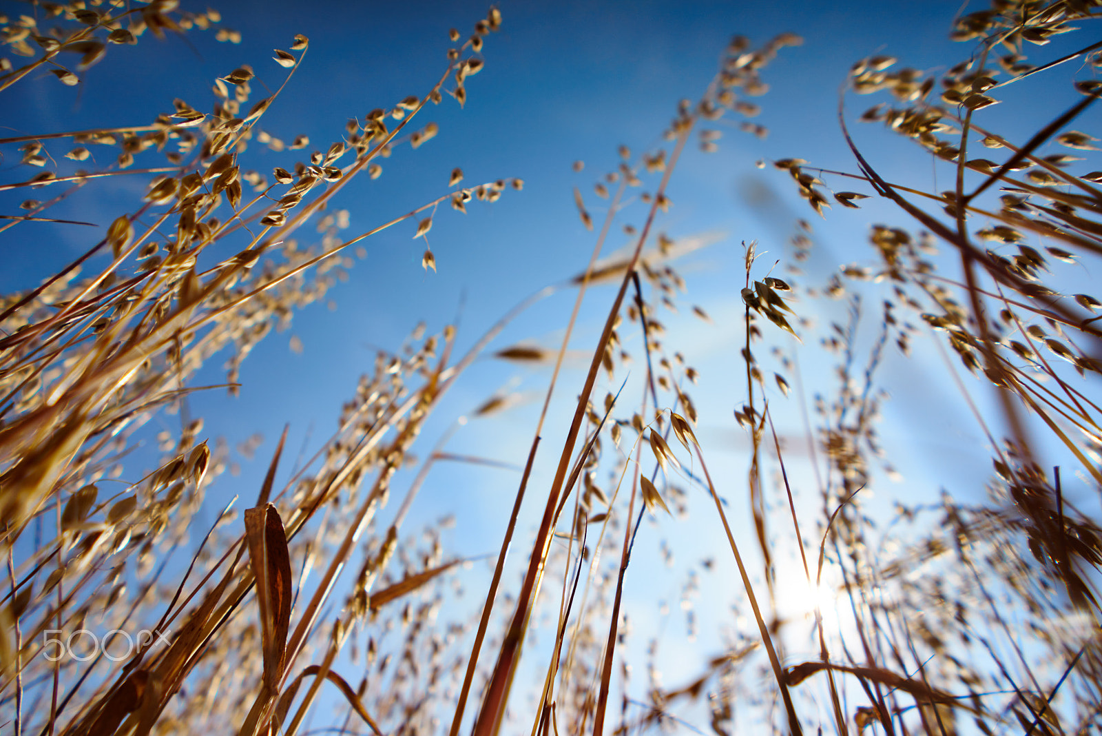 Sony FE 28mm F2 sample photo. Summer colors photography