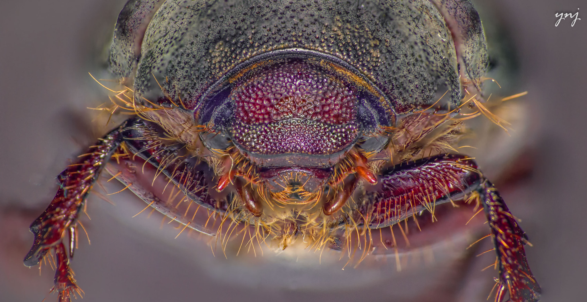 Sigma 70-300mm F4-5.6 APO DG Macro sample photo. Beetle stack photography