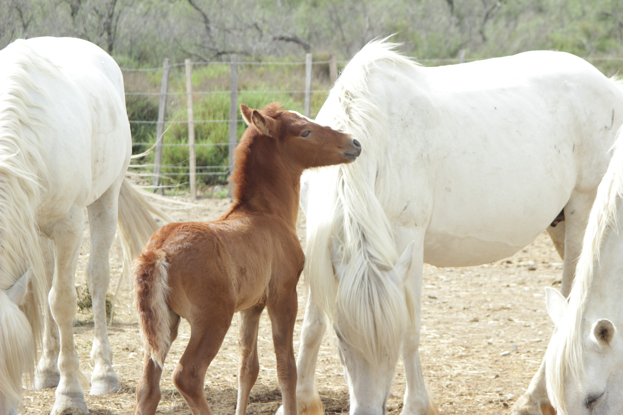 Canon EF 35-135mm f/4-5.6 USM sample photo. Little horse photography