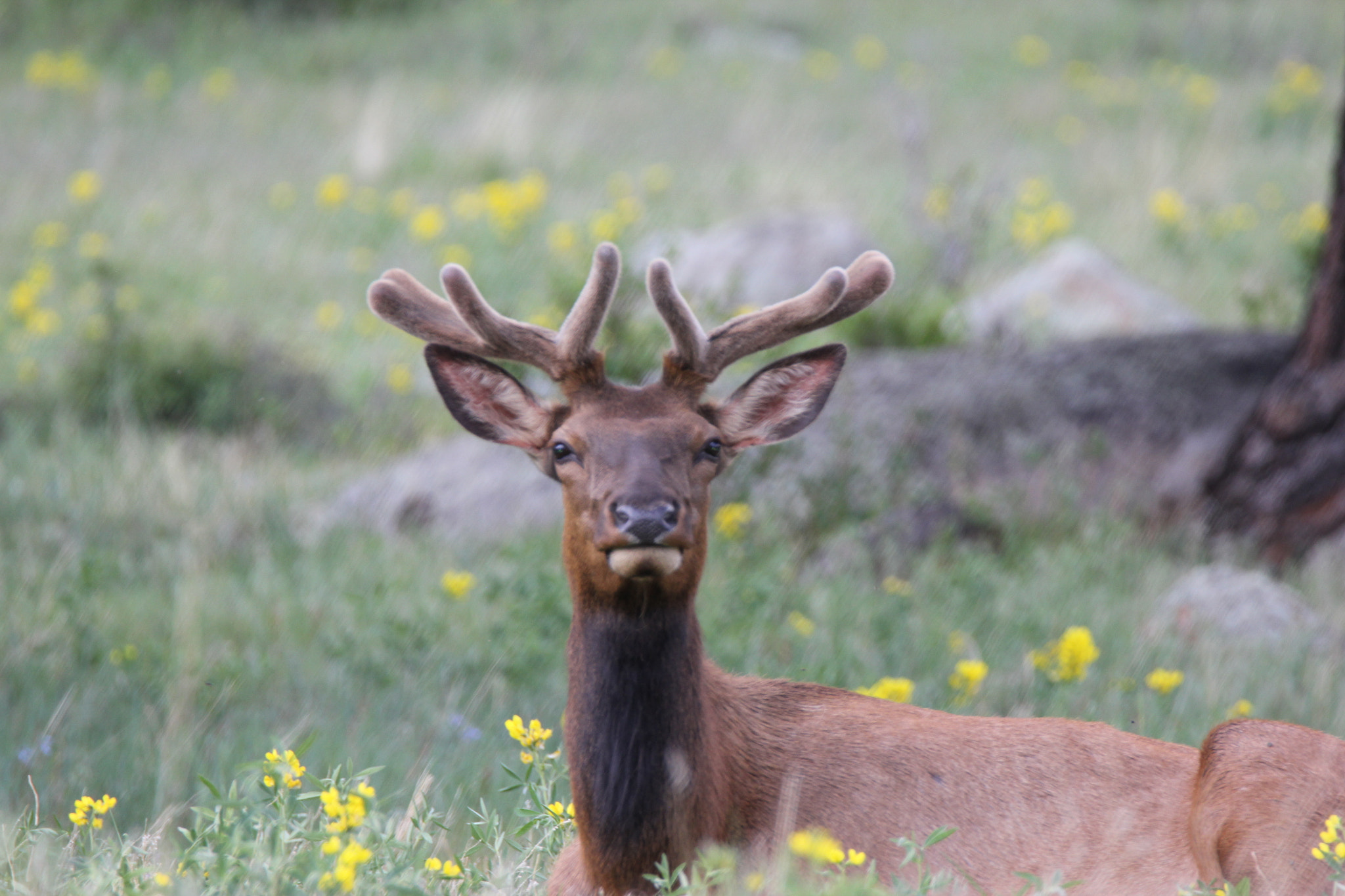 Tamron SP 150-600mm F5-6.3 Di VC USD sample photo. Posing for the amateur photography
