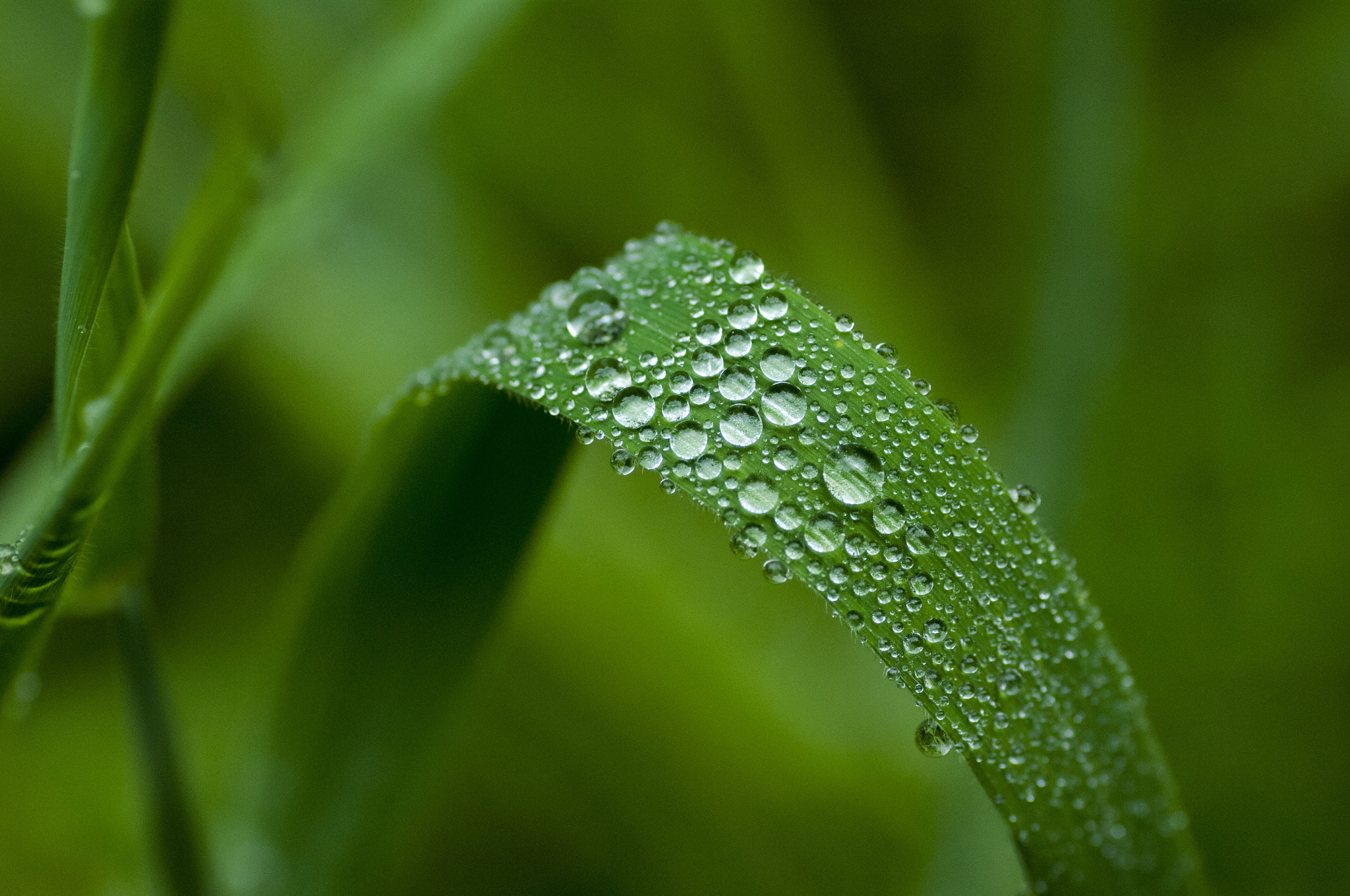 Nikon D2X sample photo. Gotas drop photography