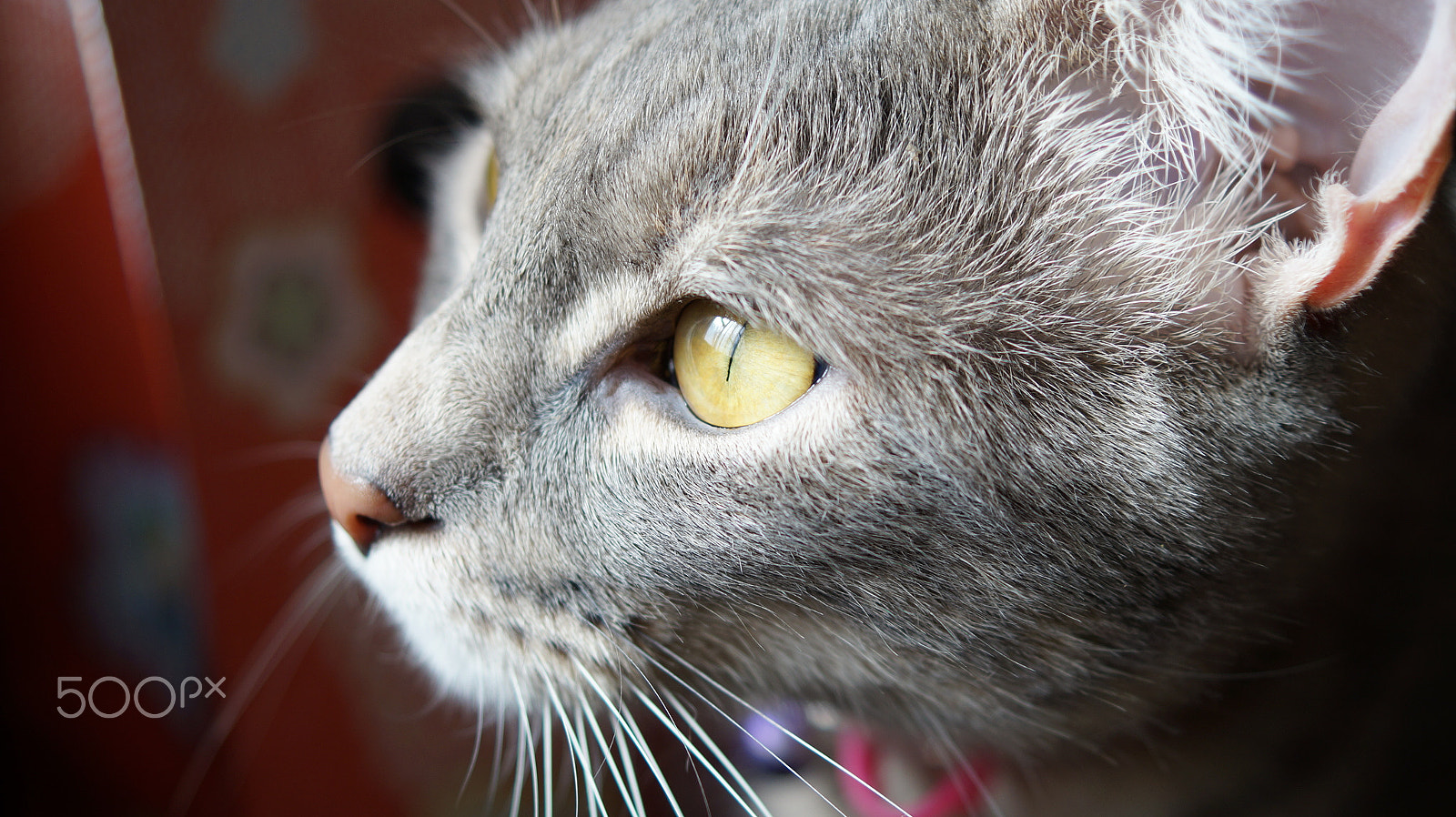 Sony SLT-A58 + Sony DT 30mm F2.8 Macro SAM sample photo. Eye cat photography
