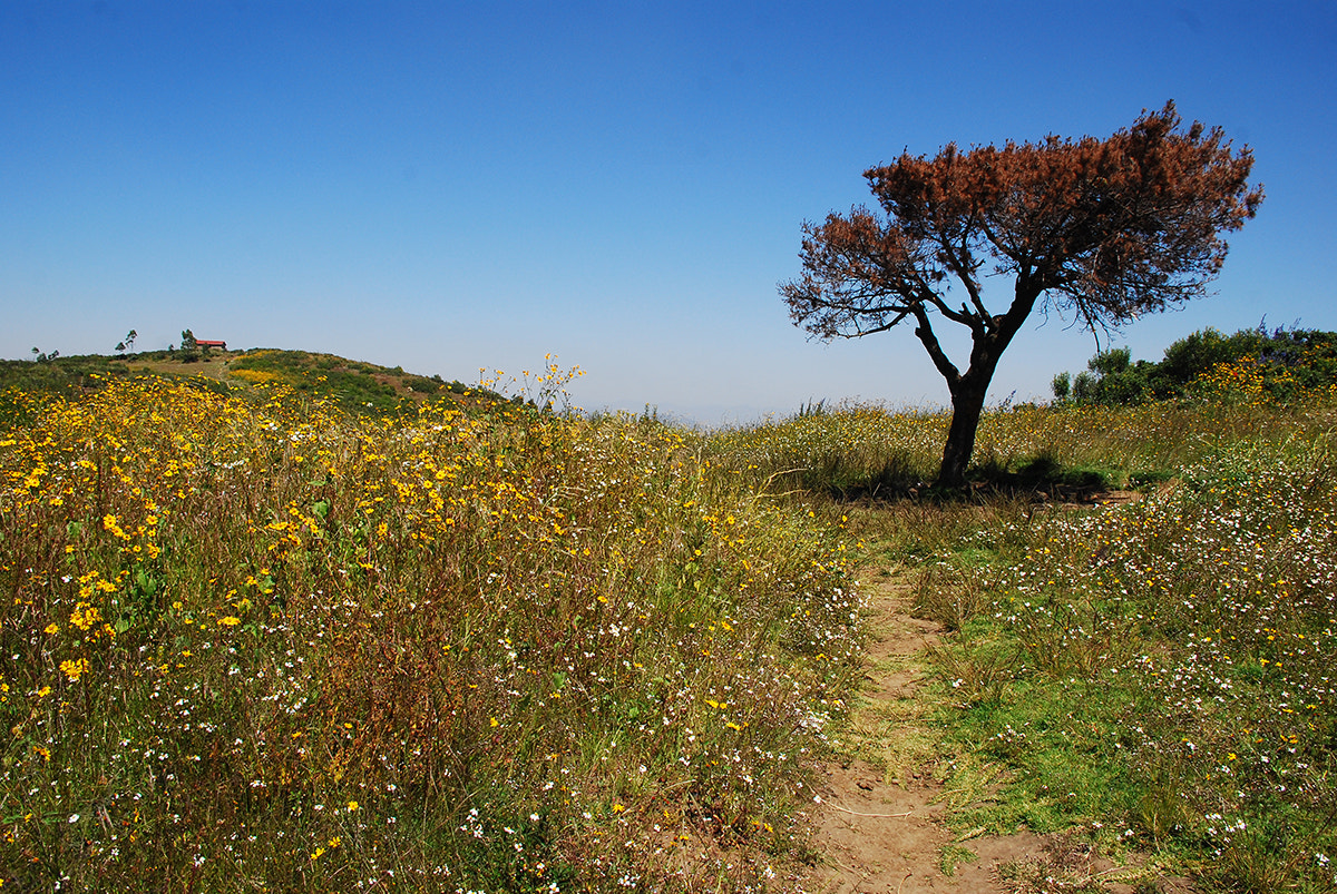 Nikon D40X + Sigma 18-50mm F3.5-5.6 DC HSM sample photo. Copia photography