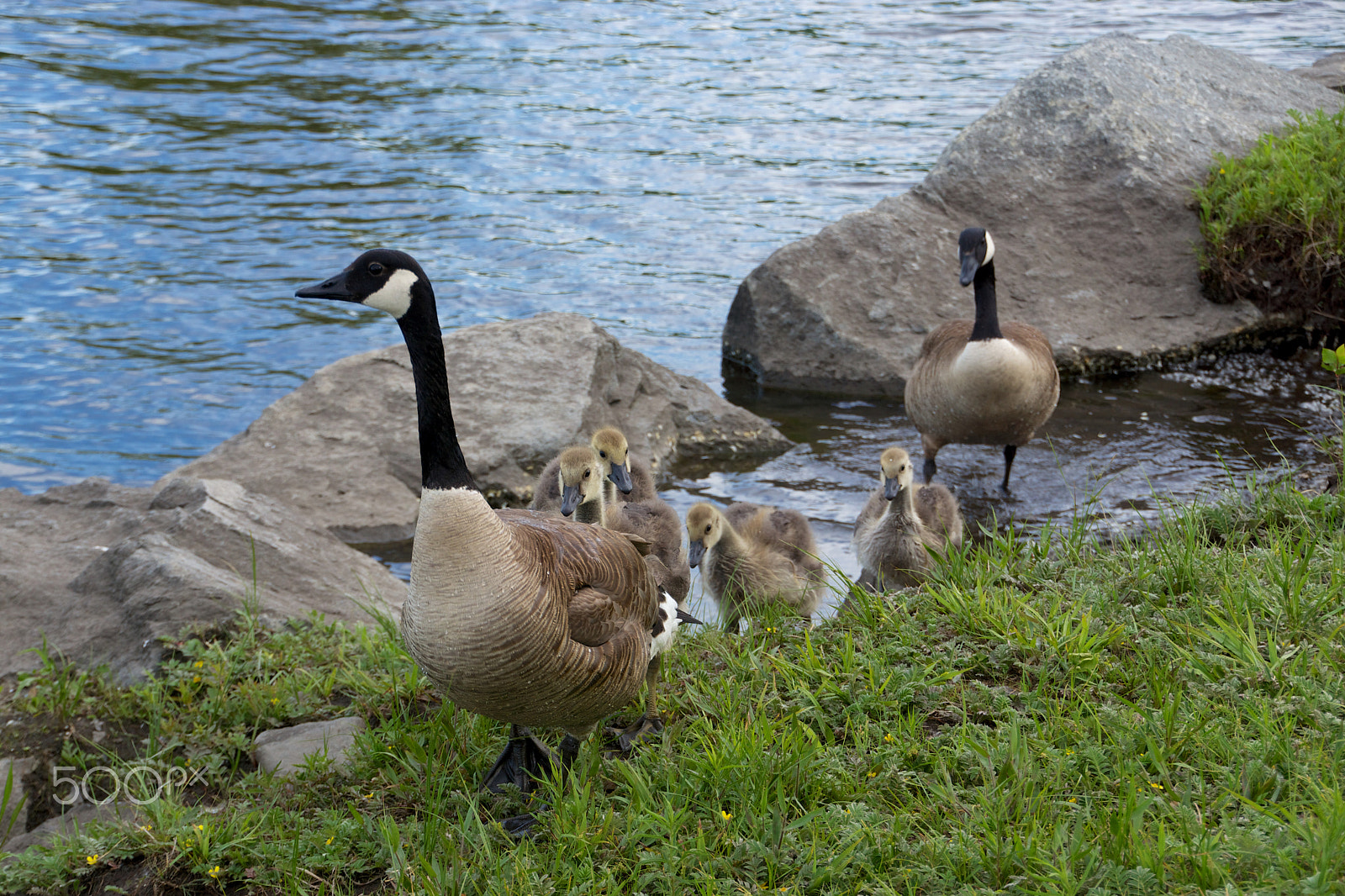 Tamron 18-270mm F3.5-6.3 Di II PZD sample photo. Famille oie photography