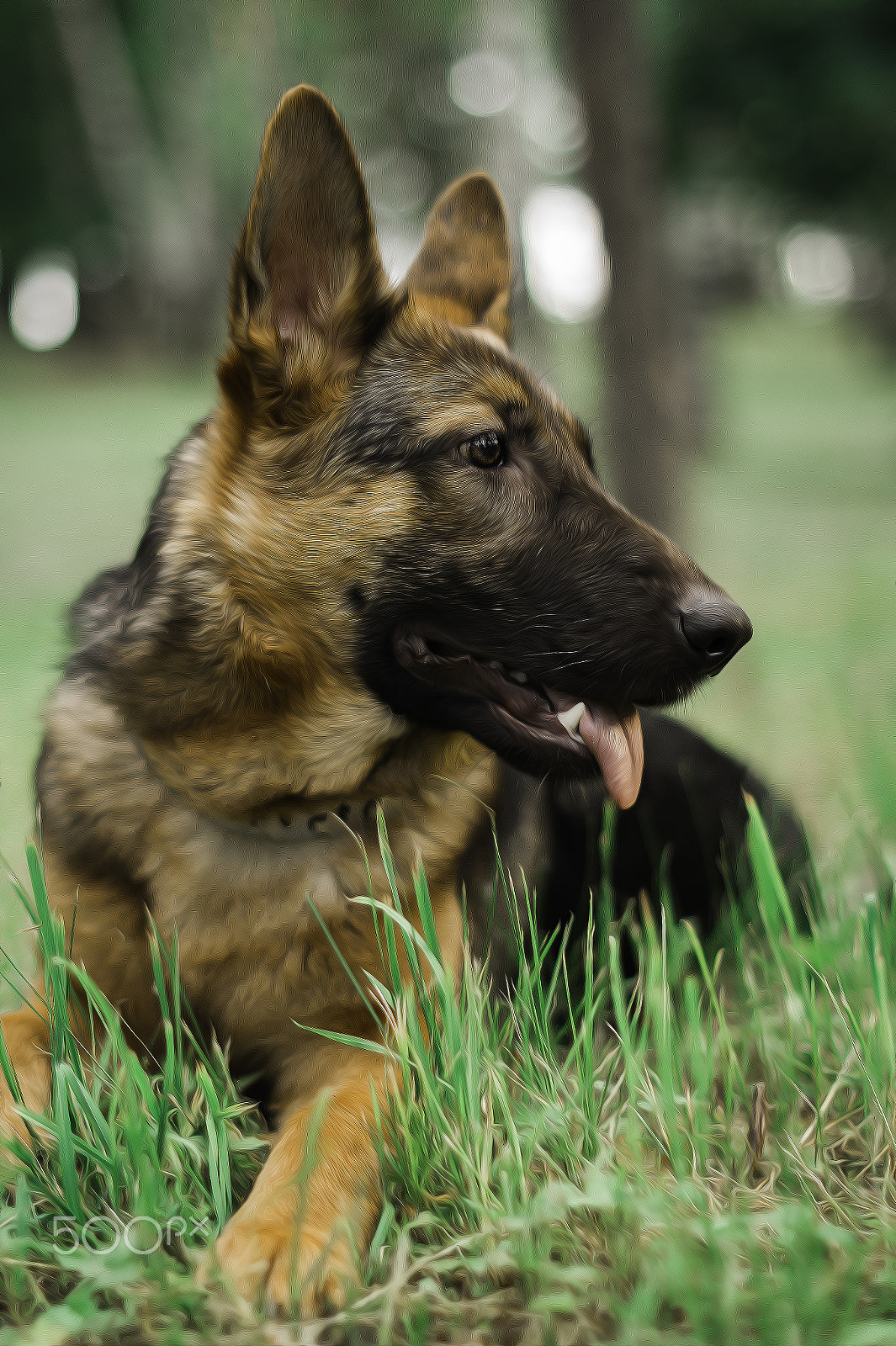 Sony SLT-A58 + Sony 50mm F1.4 sample photo. German shepherd dog "jessy" photography