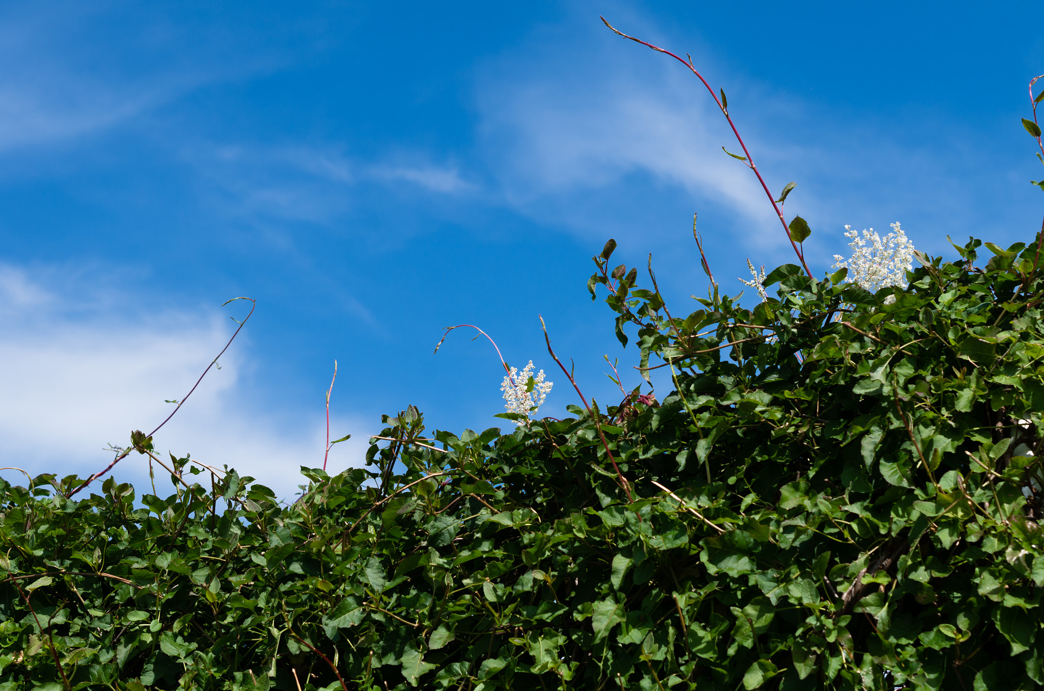 Pentax K-30 sample photo. Green and blue photography