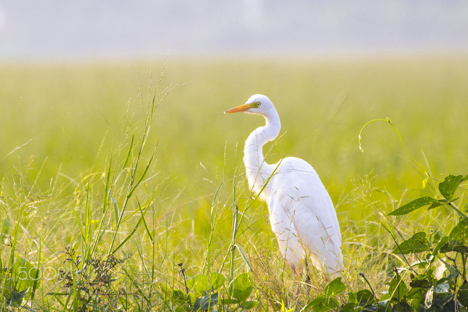 Tamron SP 35mm F1.8 Di VC USD sample photo. Indian egret photography