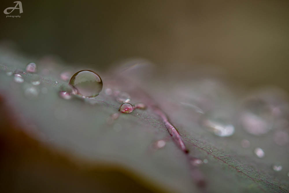 Nikon AF-S Micro-Nikkor 60mm F2.8G ED sample photo. The righteous pay a sacrifice to get what they deserve. photography