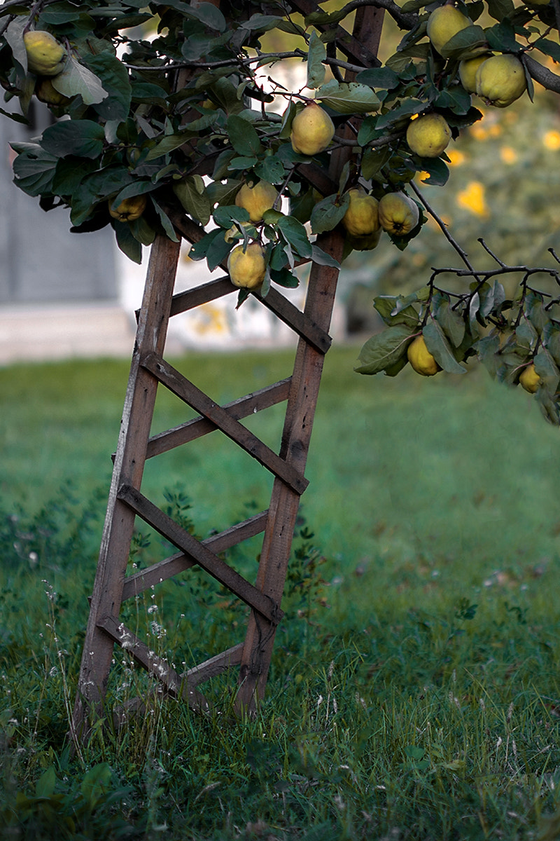 Canon EF 100mm F2.8 Macro USM sample photo. Fresh quinces photography