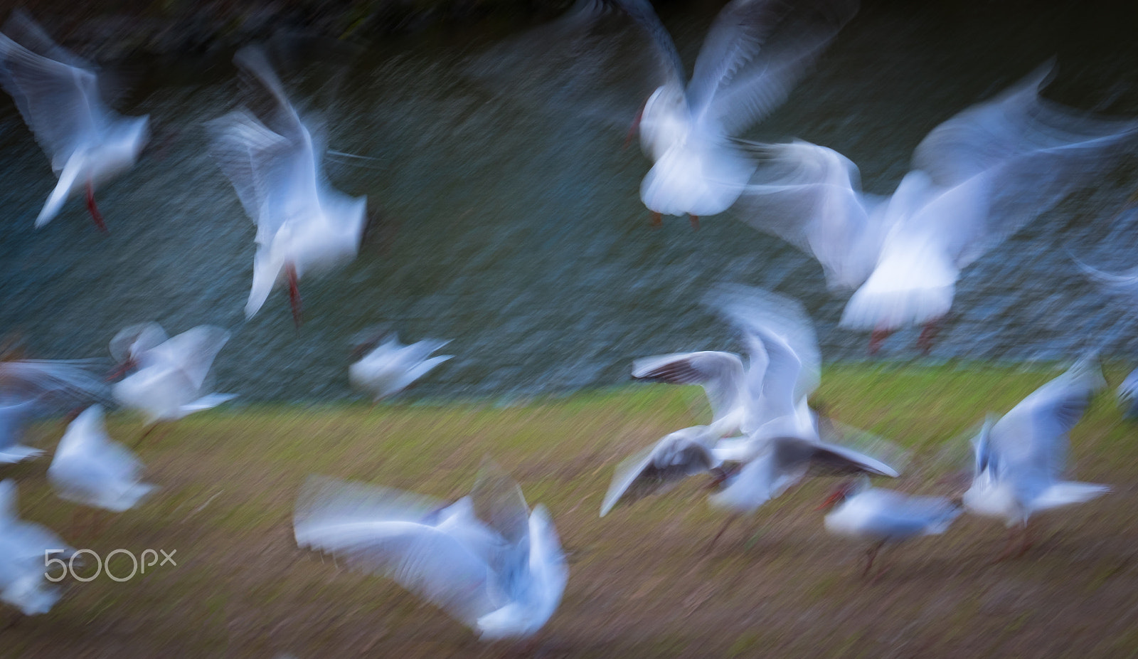 Fujifilm X-T1 + XF50-140mmF2.8 R LM OIS WR + 1.4x sample photo. Bird photography