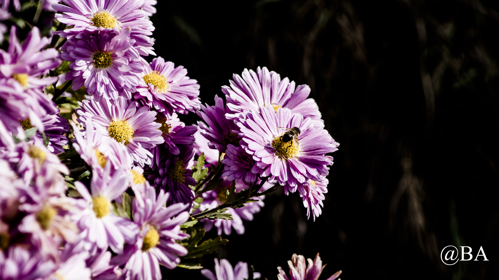 Sony Alpha DSLR-A350 + Minolta AF 80-200mm F4.5-5.6 sample photo. Lonely bee photography