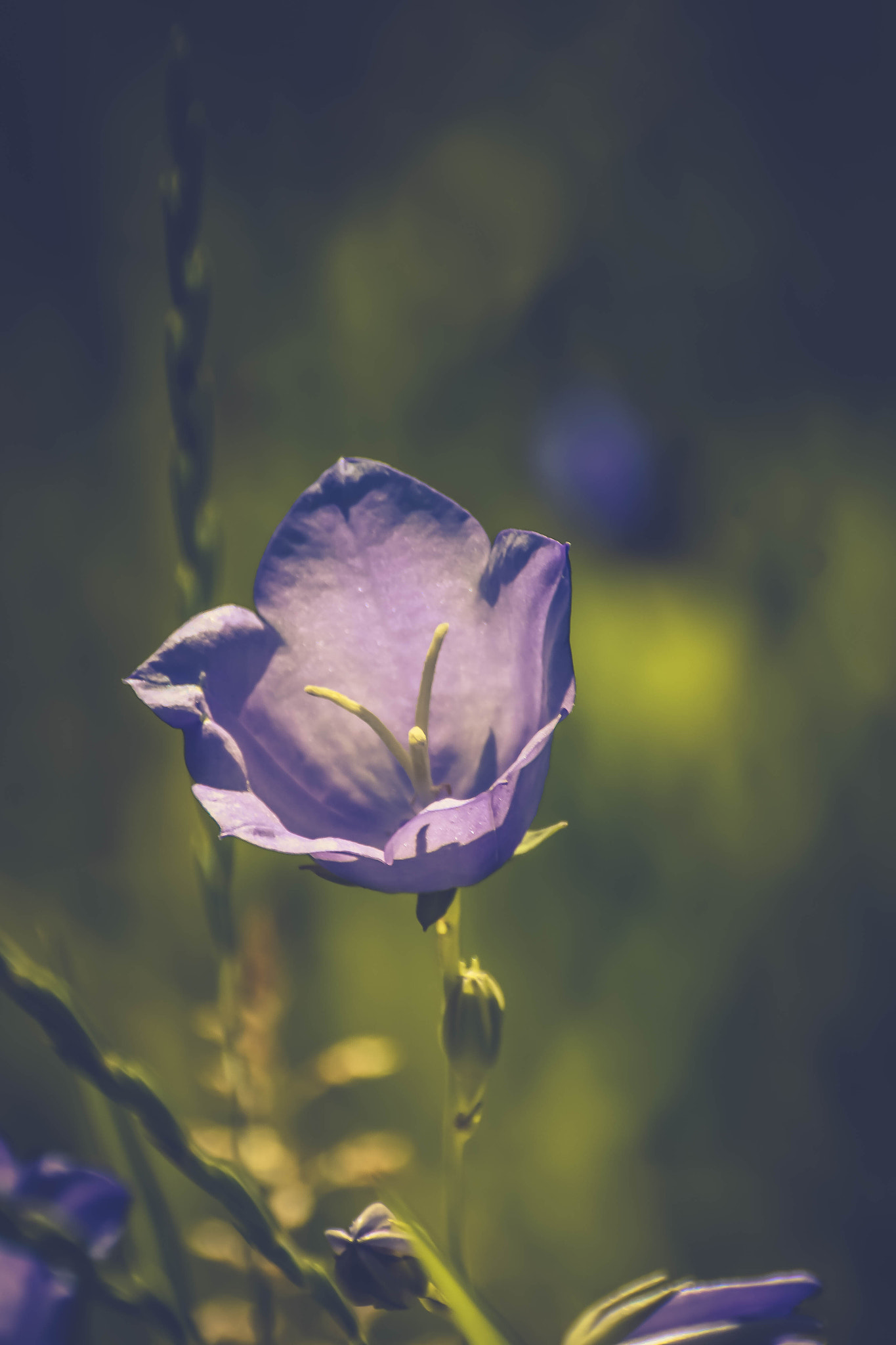 Nikon D7100 + Sigma 70-300mm F4-5.6 DG Macro sample photo. Bluebell flower photography