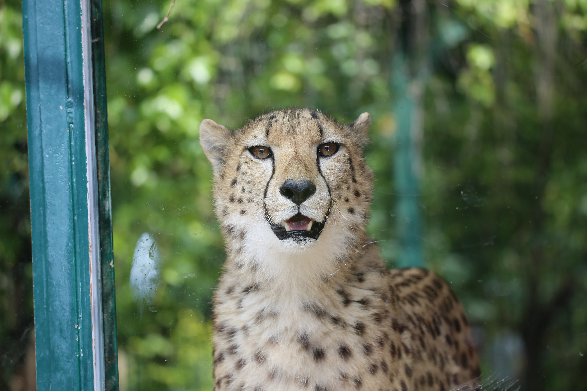 Sigma 150-600mm F5-6.3 DG OS HSM | S sample photo. Gepard photography