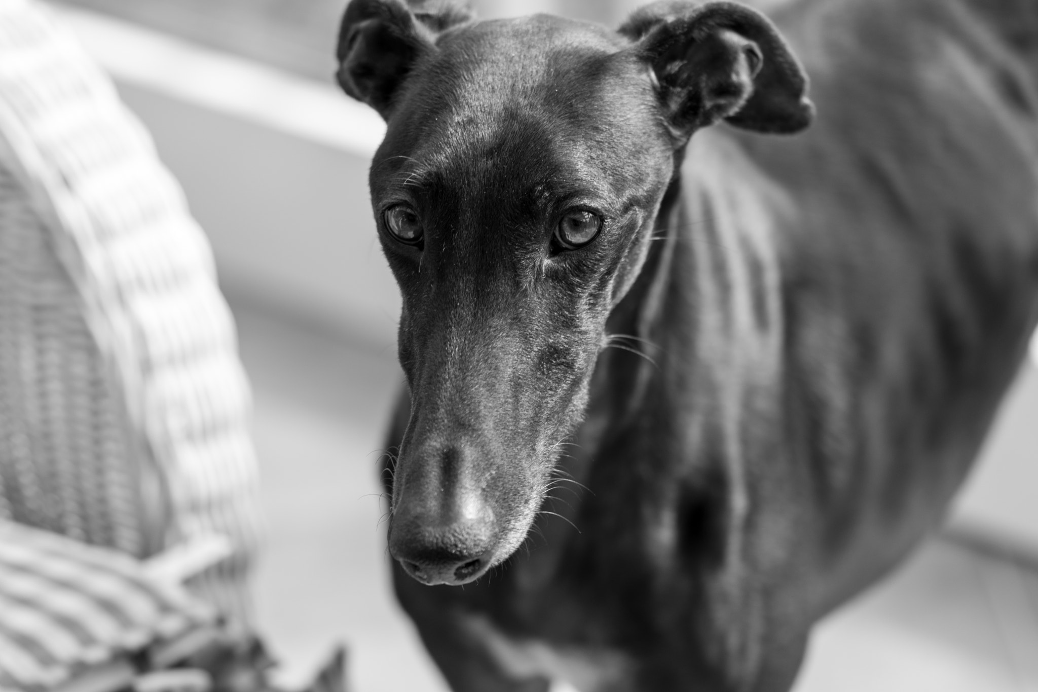 Sigma 105mm F2.8 EX DG OS HSM sample photo. Belleza negra photography