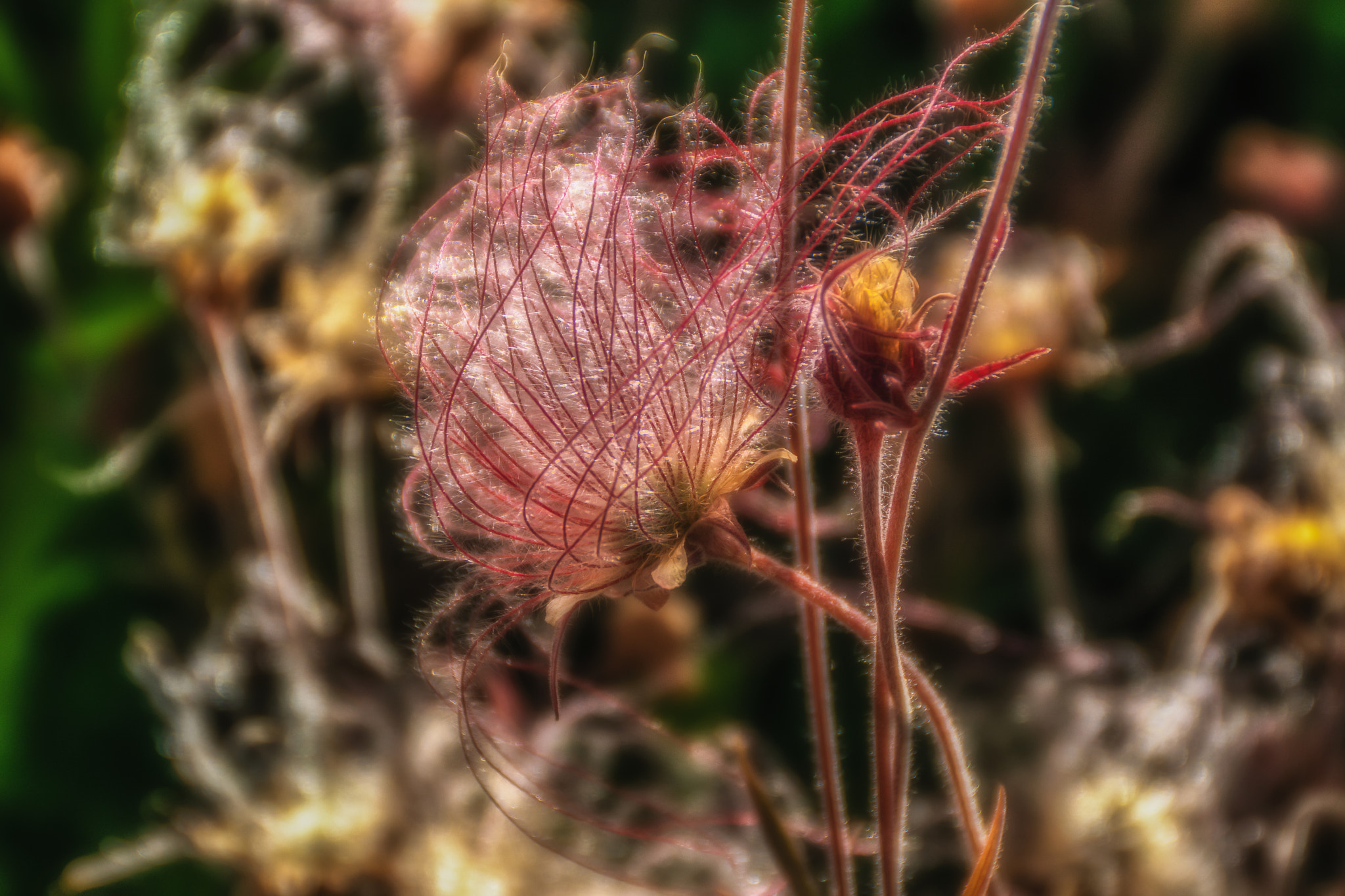 Sony DT 18-200mm F3.5-6.3 sample photo. Prairie smoke, minnesota photography
