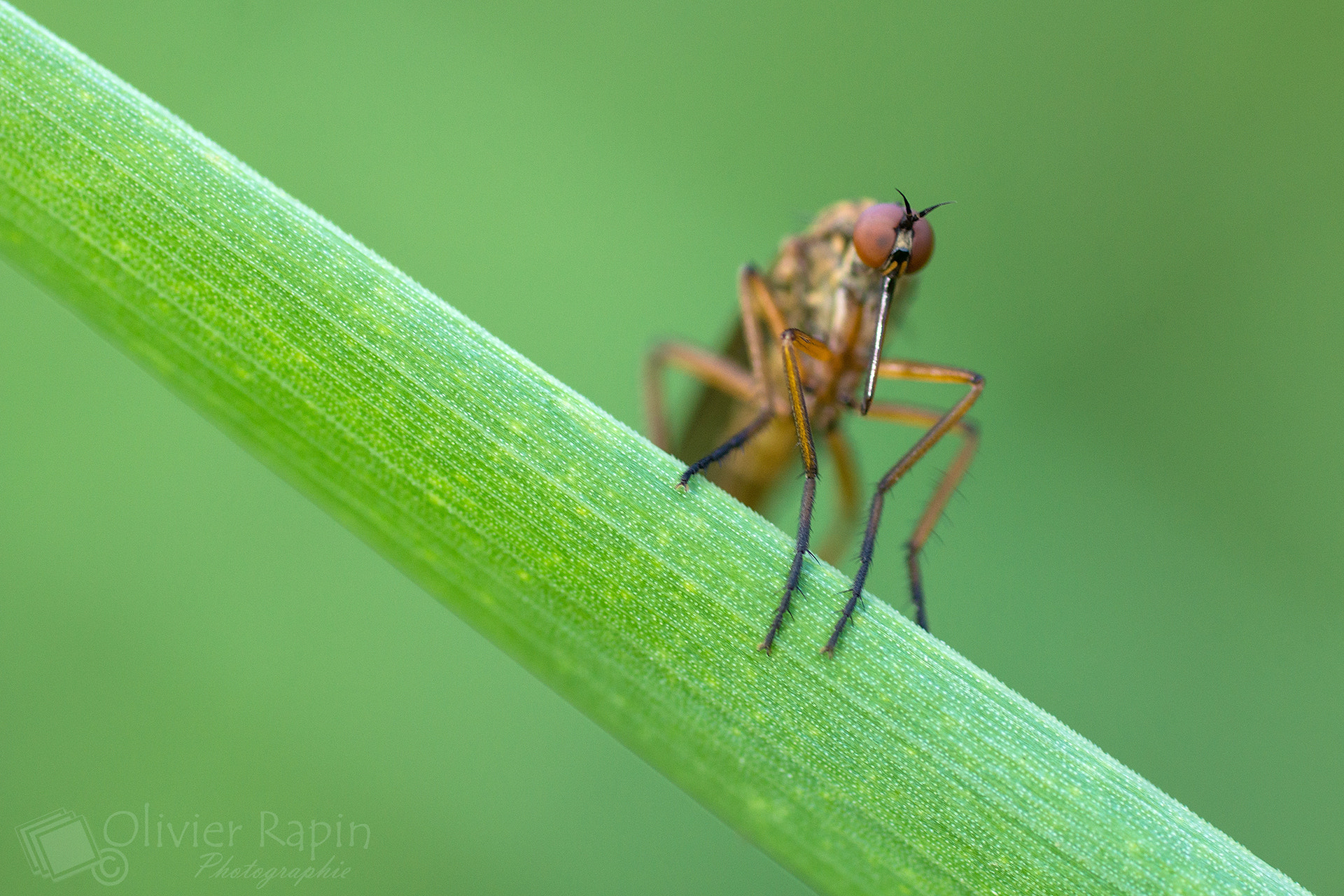 Sony SLT-A77 + Tamron SP AF 90mm F2.8 Di Macro sample photo. En diagonale photography