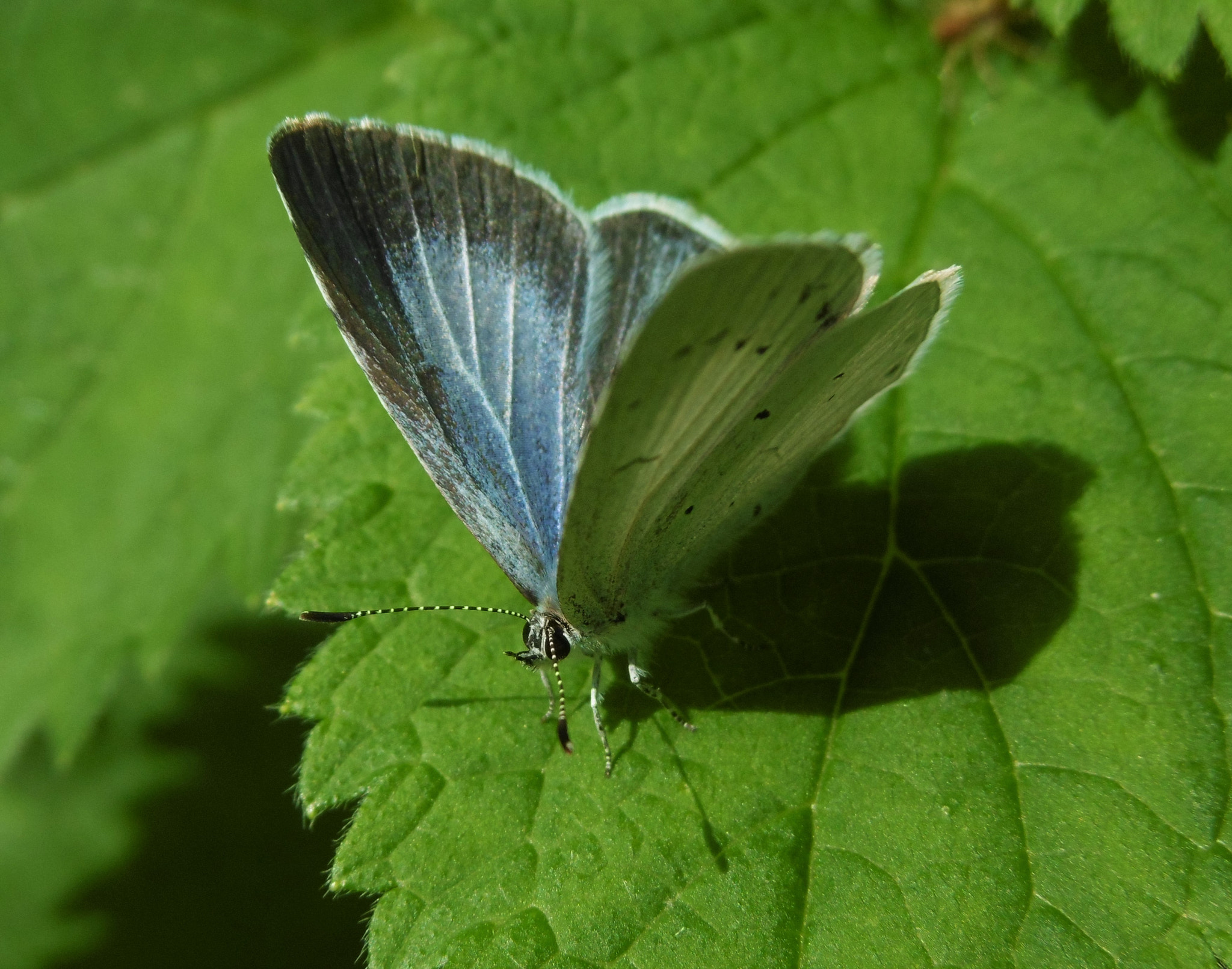 Panasonic DMC-SZ8 sample photo. A little butterfly photography