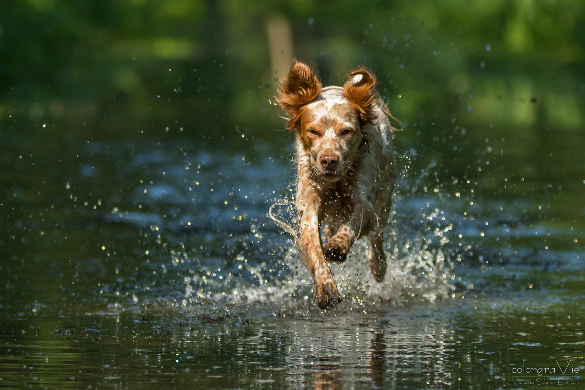 Sigma 70-200mm F2.8 EX DG OS HSM sample photo. Watergames i photography