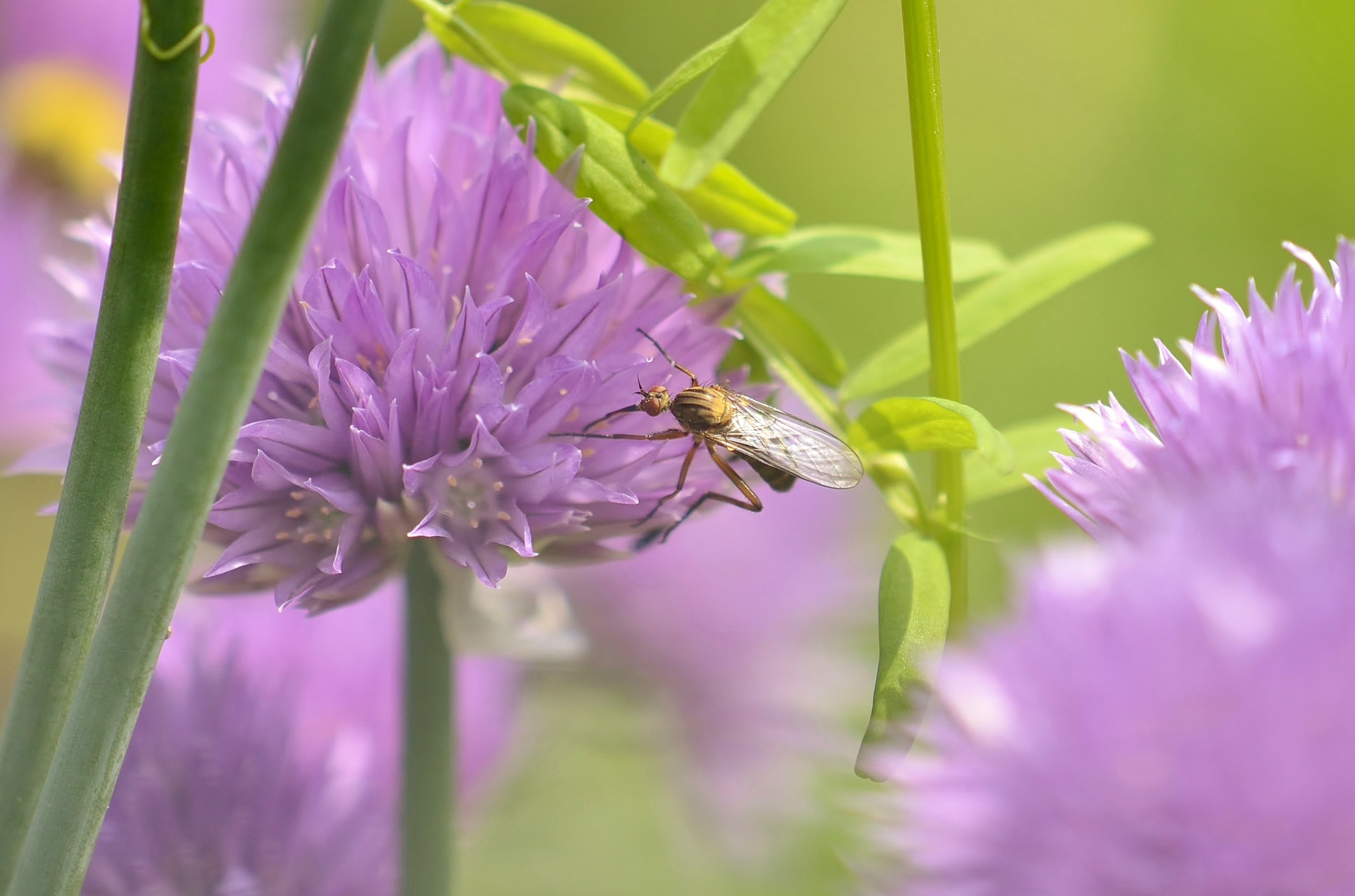 Nikon AF-S DX Micro-Nikkor 85mm F3.5G ED VR sample photo. Friand de ciboulette photography