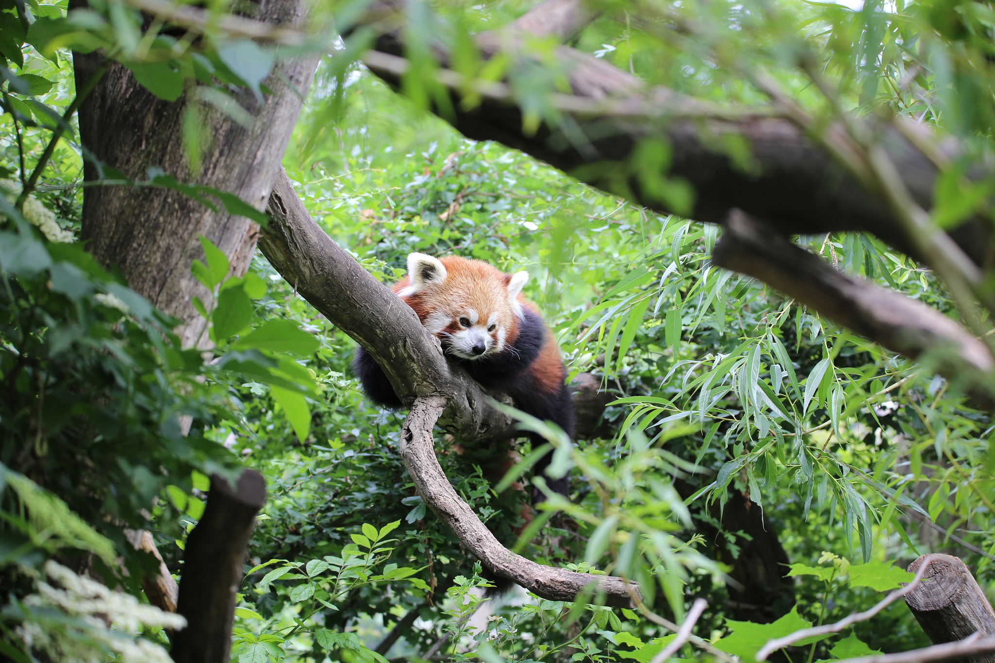Sigma 150-600mm F5-6.3 DG OS HSM | S sample photo. Roter panda photography
