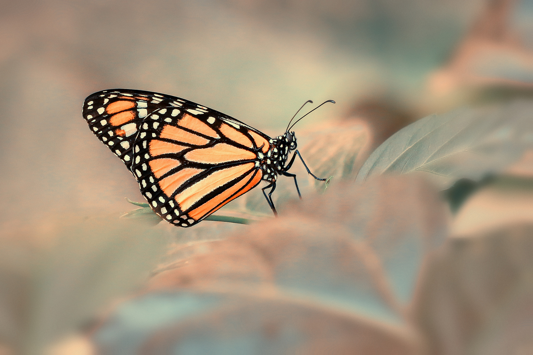 Sigma APO Macro 150mm f/2.8 EX DG HSM sample photo. Butterfly ii photography