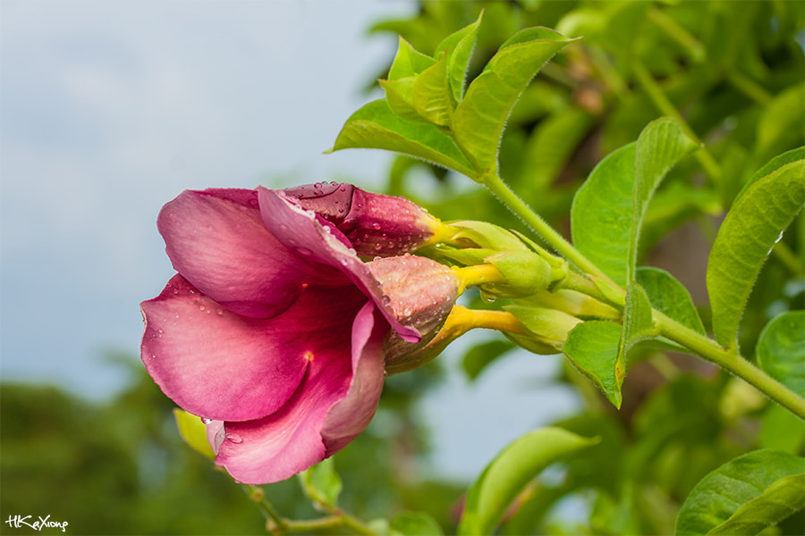 Canon EF-S 60mm F2.8 Macro USM sample photo. Mandevilla sanderi photography