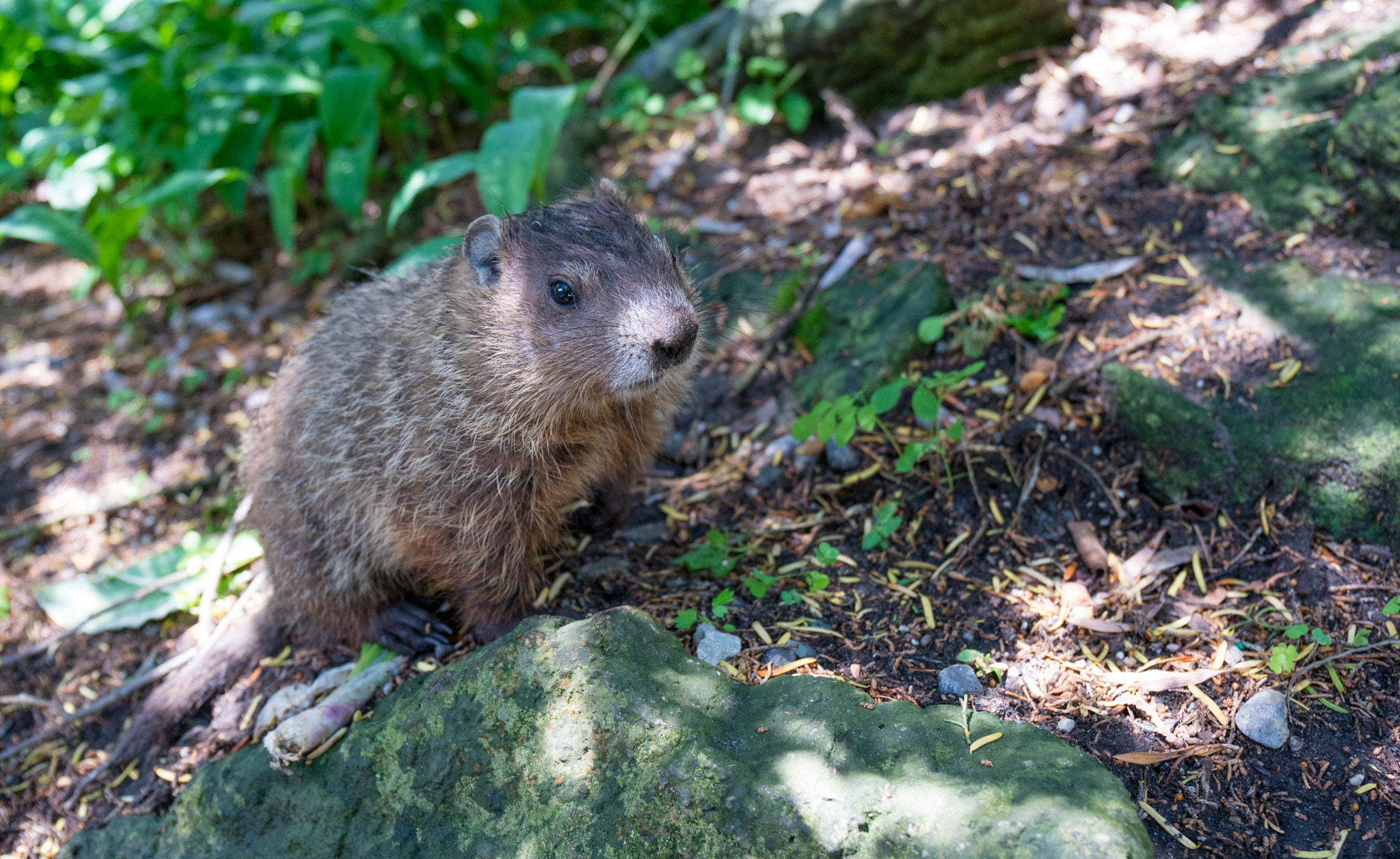 Sony a7R II + Canon EF 24-70mm F4L IS USM sample photo. Spring born groundhog photography