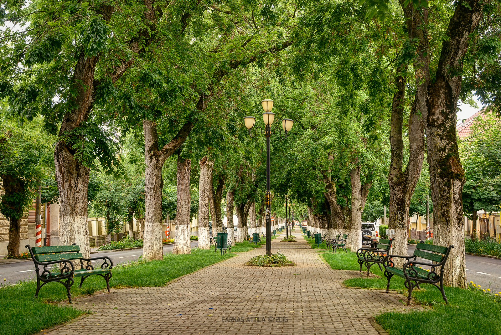 Nikon D60 sample photo. The boulevard... photography