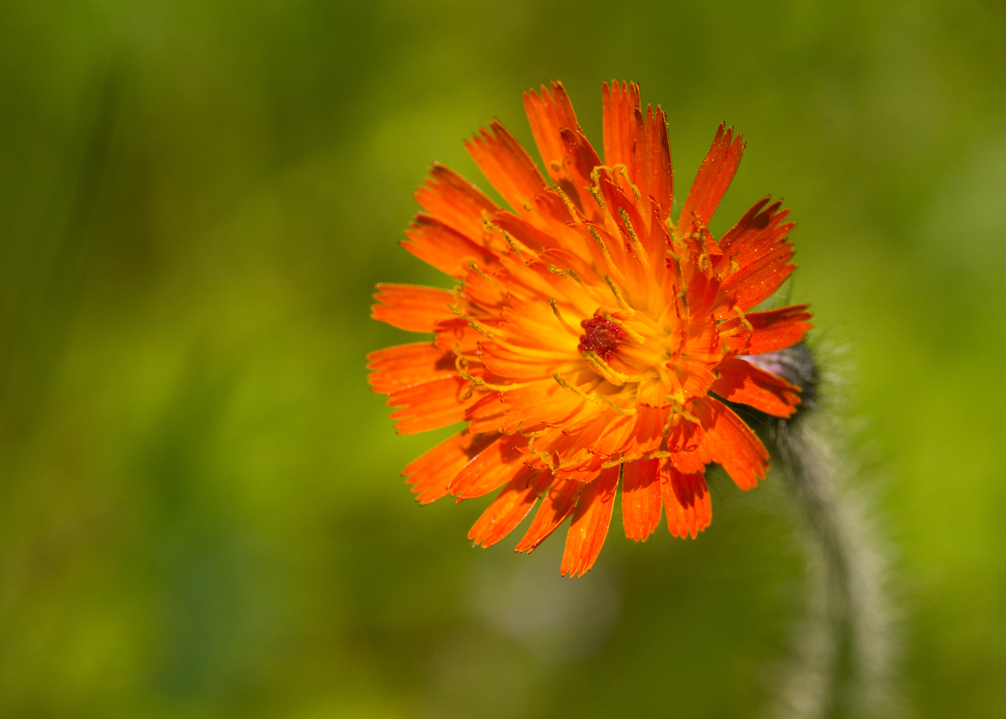 Canon EF-S 60mm F2.8 Macro USM sample photo. Red and spiky photography