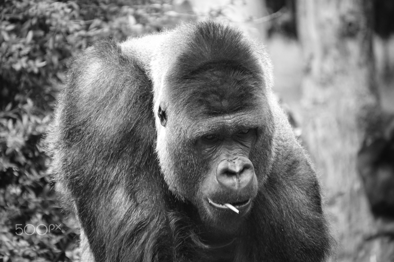 Sony E 55-210mm F4.5-6.3 OSS sample photo. Silverback portrait photography