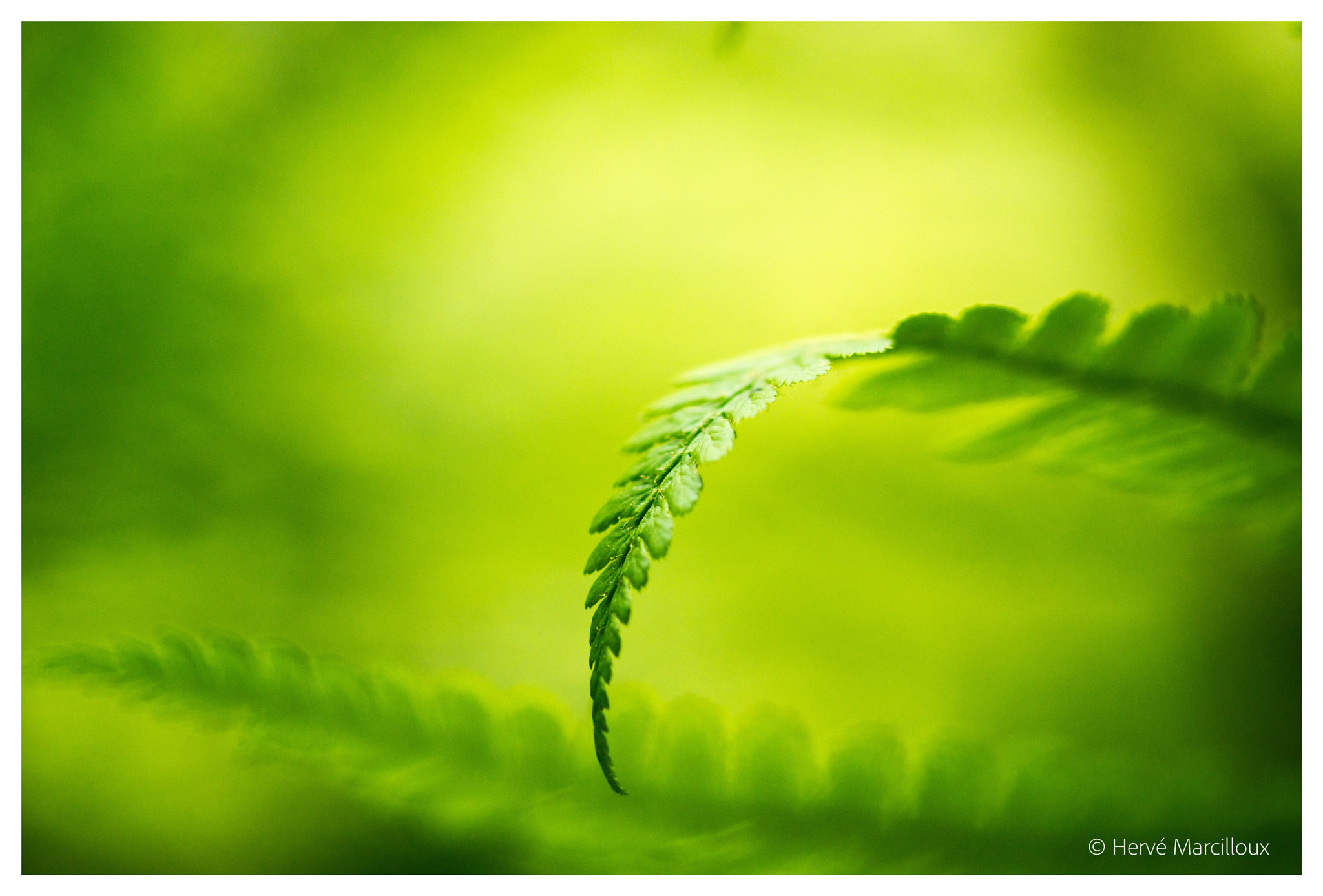 Sony SLT-A77 + 105mm F2.8 sample photo. Ferns photography