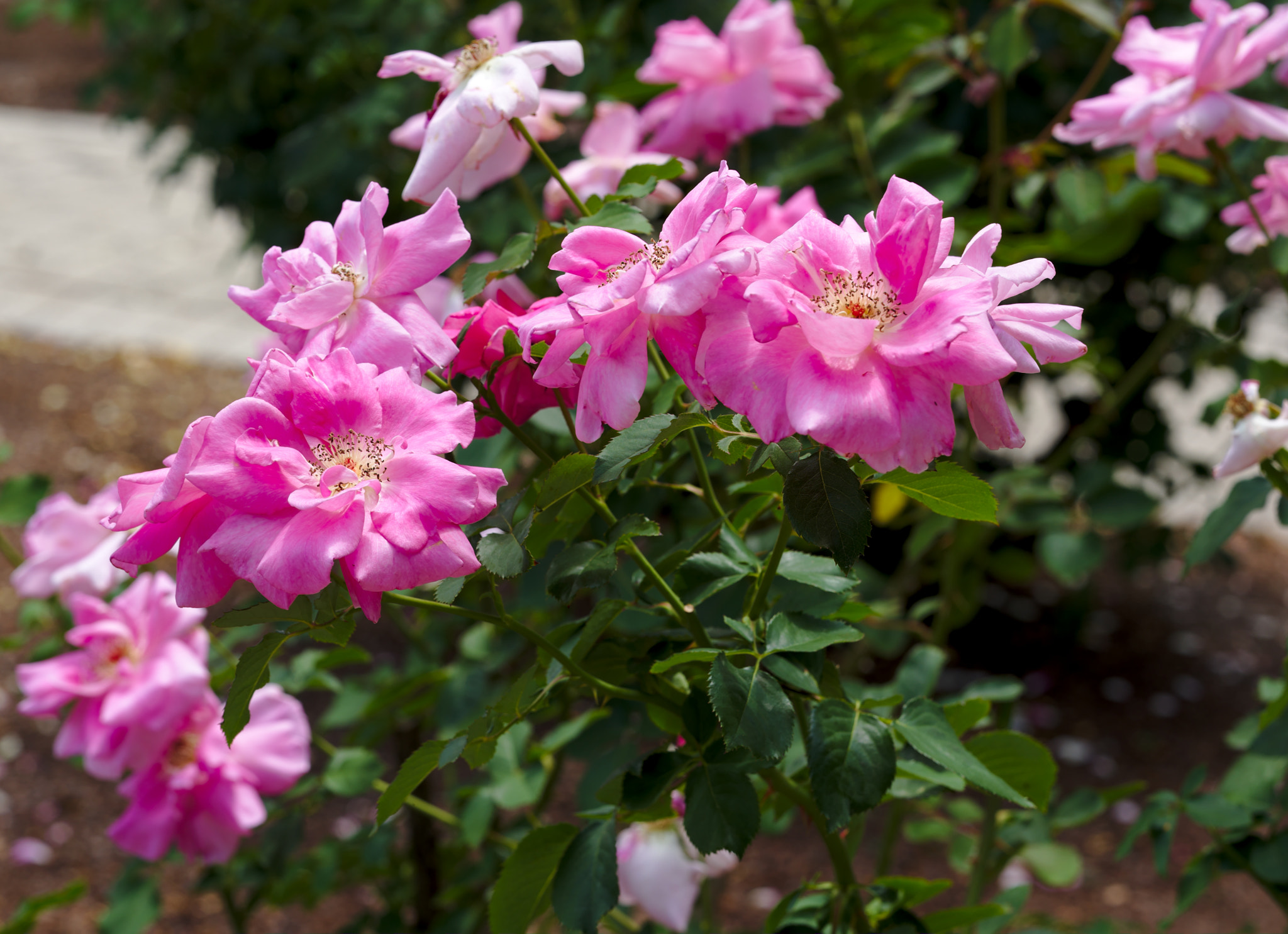 Nikon D810 + ZEISS Otus 85mm F1.4 sample photo. A pink hybrid tea rose photography
