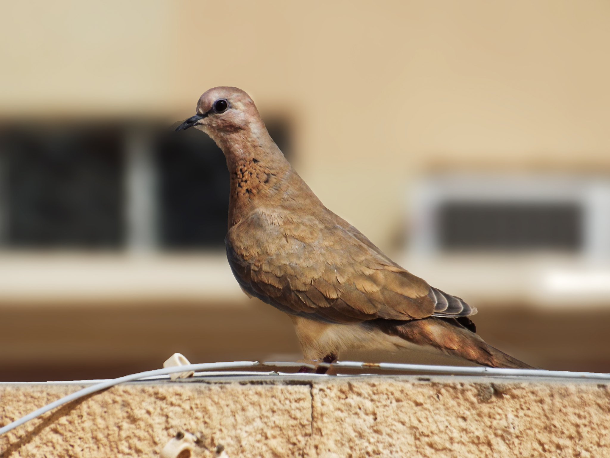Fujifilm FinePix S3400 sample photo. Lovely bird photography