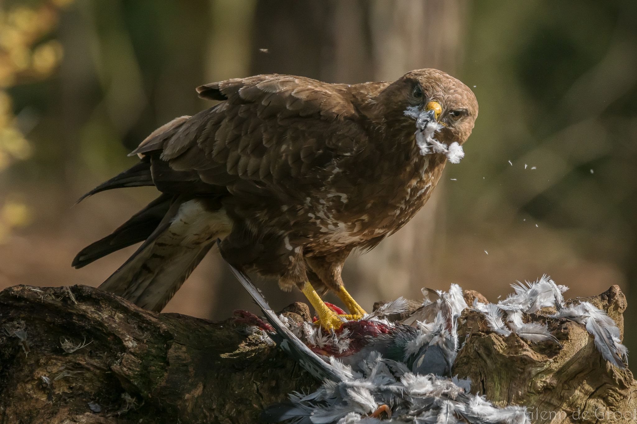 Sony ILCA-77M2 + Sony 70-400mm F4-5.6 G SSM sample photo. Buzzard photography