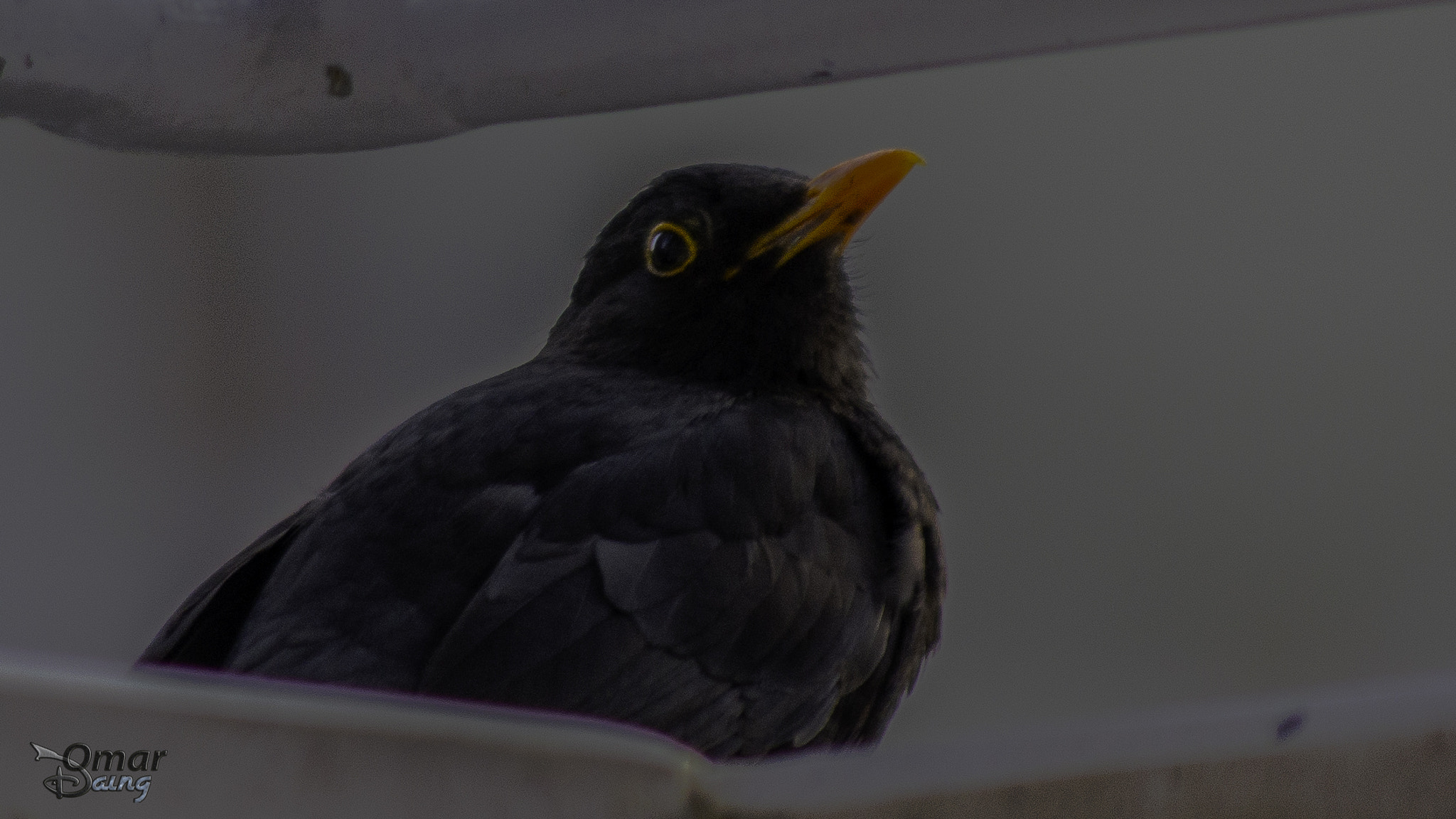 Pentax K-5 sample photo. Turdus merula - common blackbird - karatavuk - 2 photography