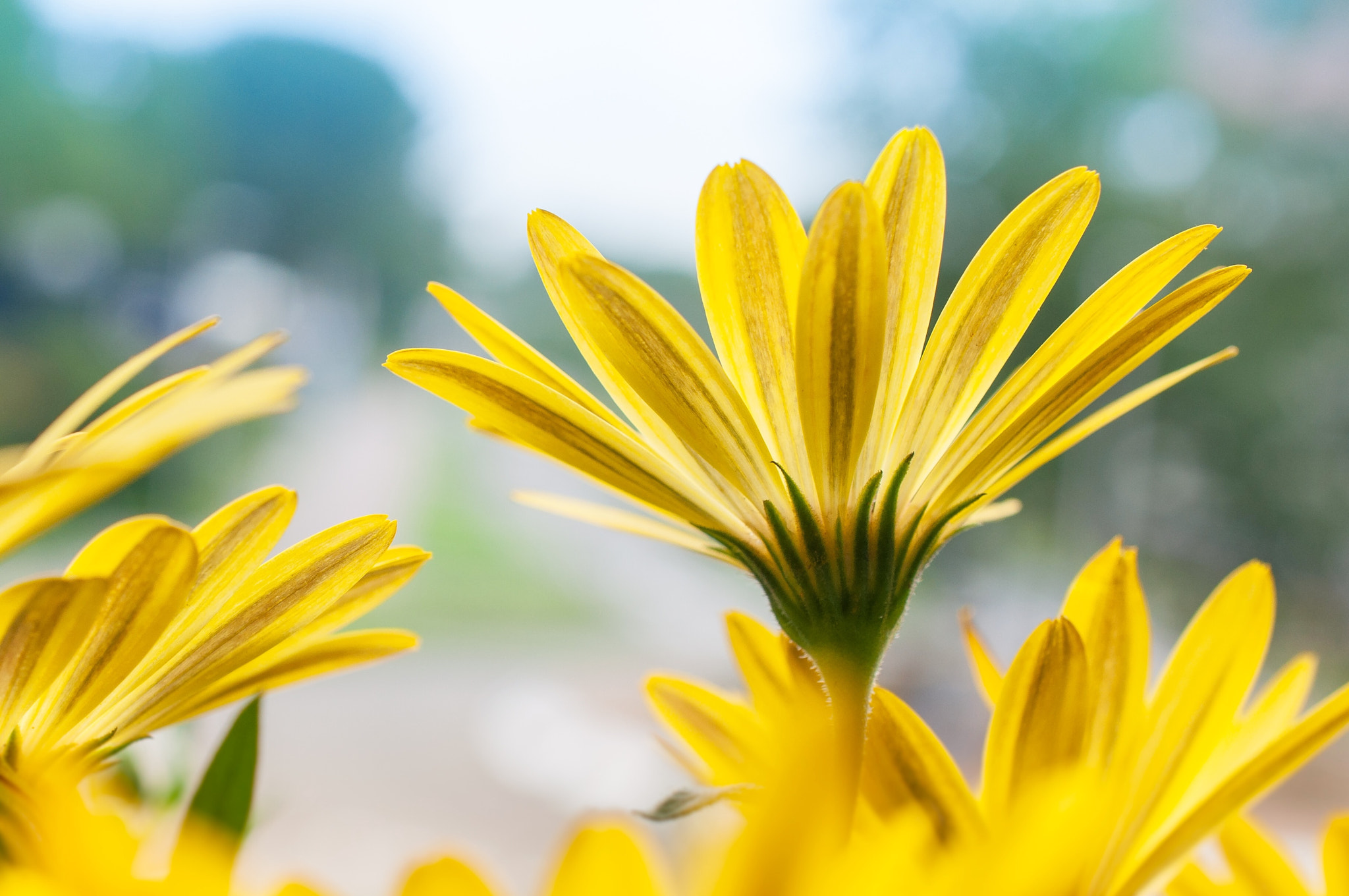 Nikon AF-S DX Micro Nikkor 40mm F2.8 sample photo. Daisy in cool weather photography