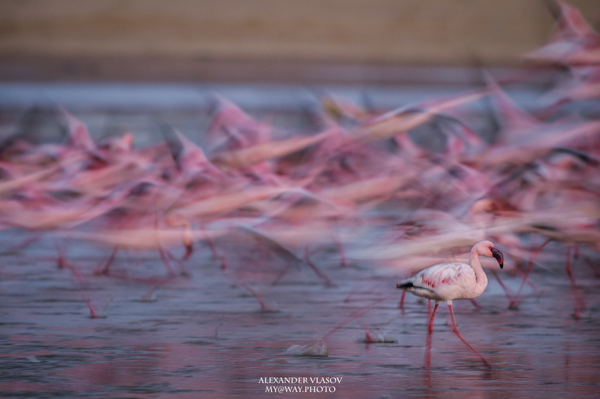 Nikon AF-S Nikkor 500mm F4E FL ED VR sample photo. Flamingos photography