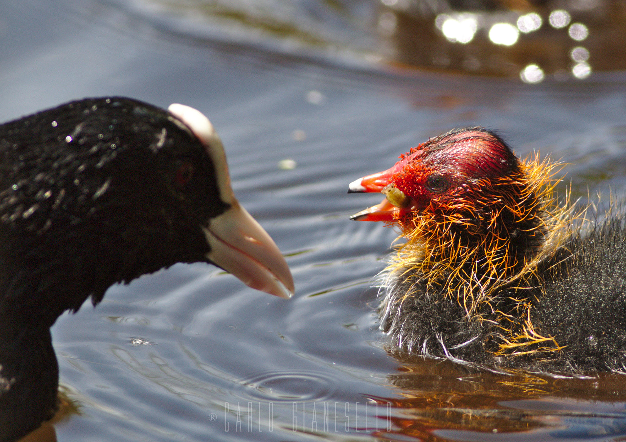 Canon EOS 70D + Canon EF 400mm F5.6L USM sample photo. Weaning photography