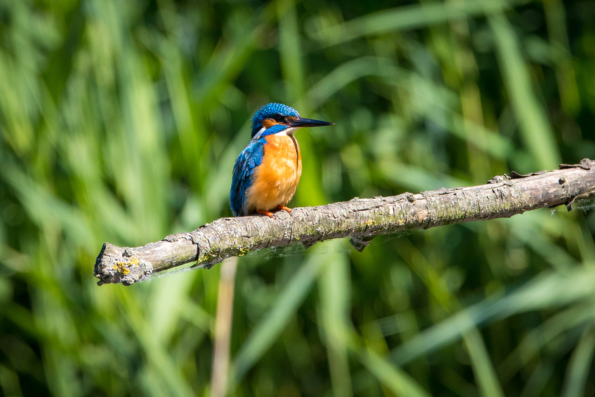 Canon EF 300mm F2.8L IS USM sample photo. Kingfisher photography