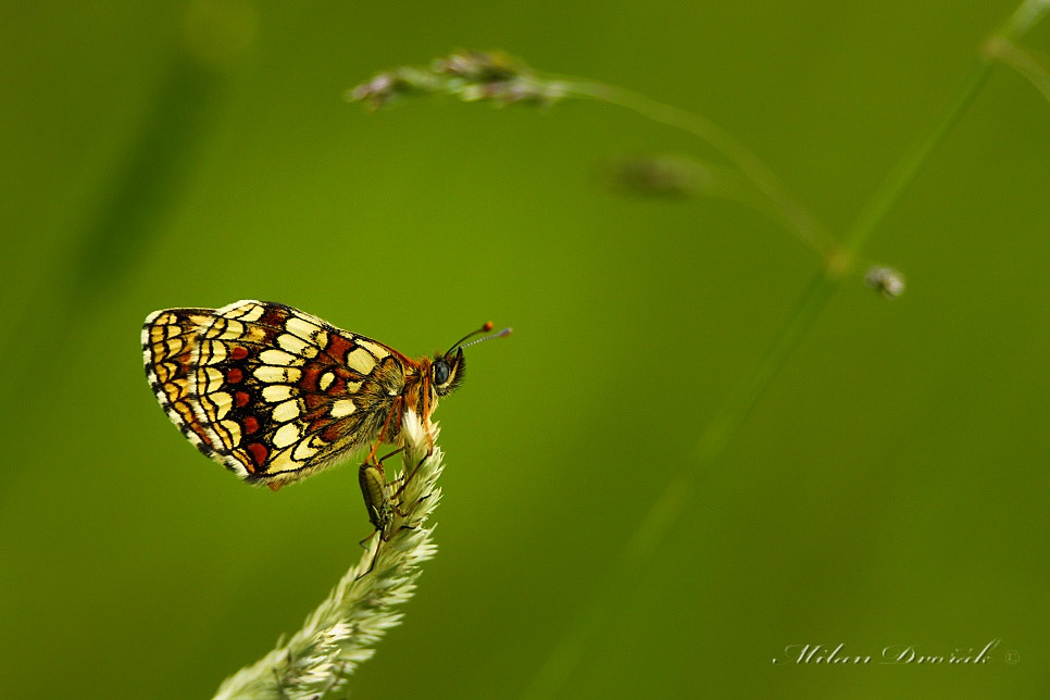 Canon EF 300mm F2.8L IS USM sample photo. What's going on in the grass photography