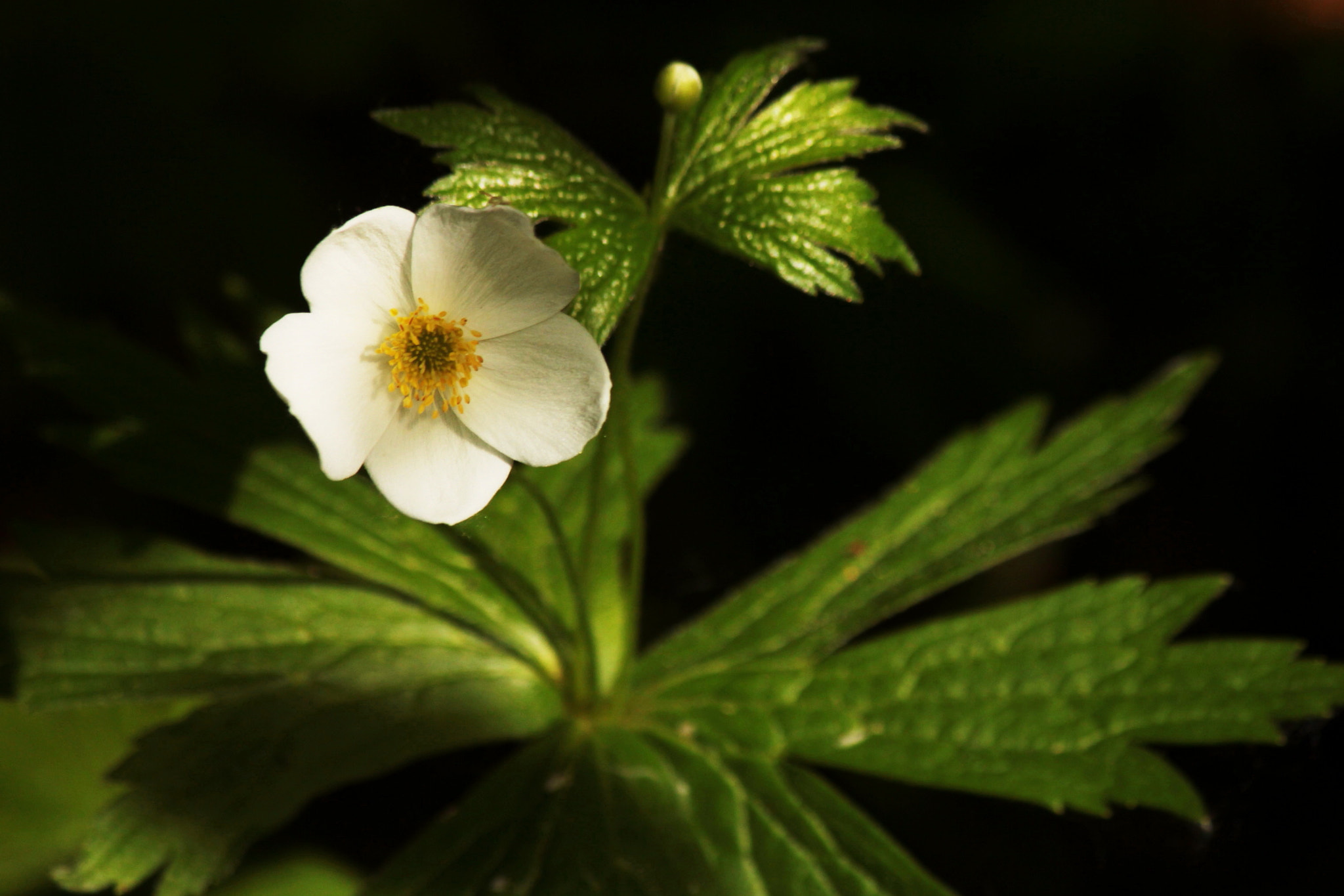 Canon EF-S 55-250mm F4-5.6 IS II sample photo. Meadow anemone photography